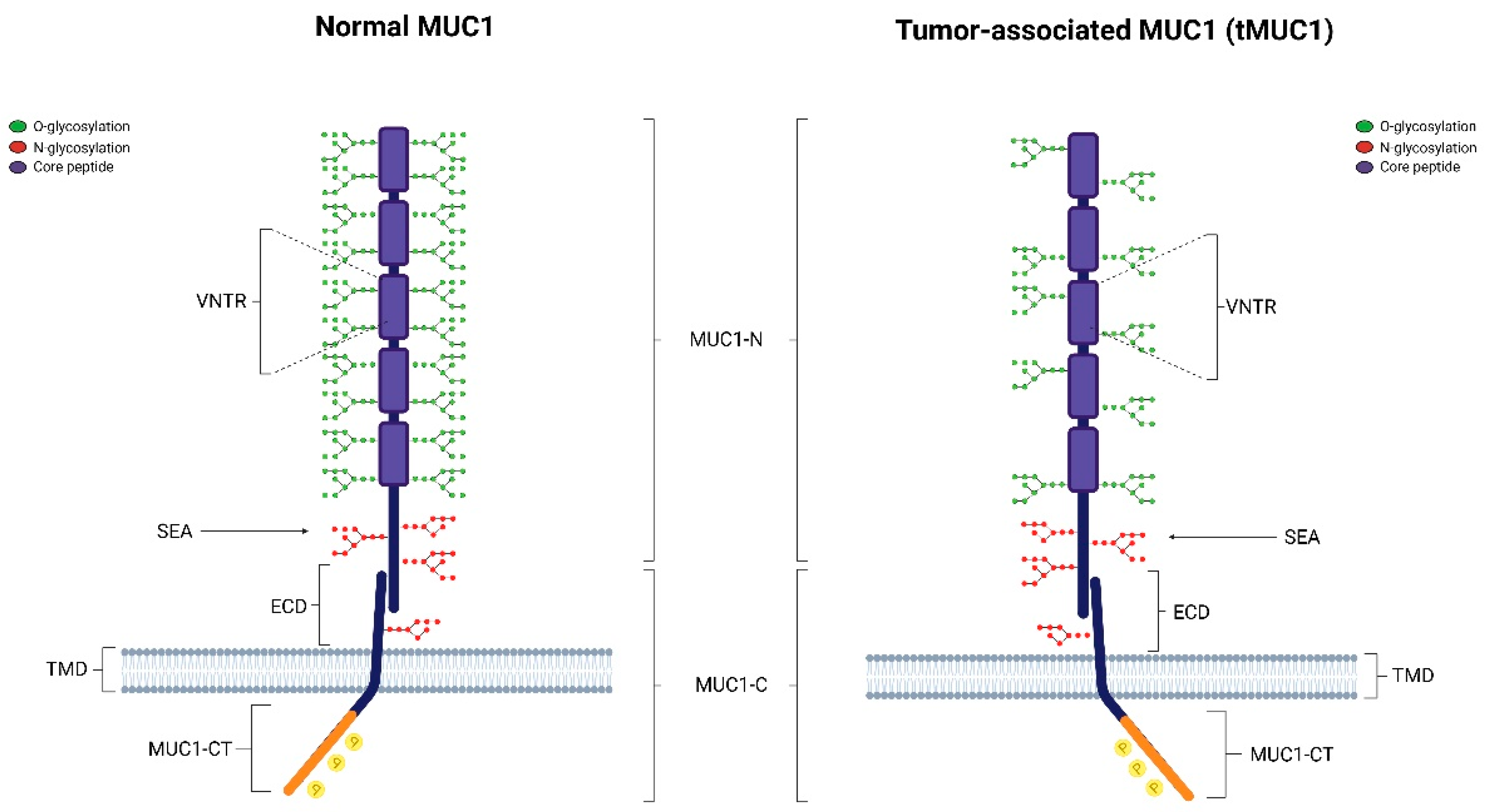 Biomolecules 15 00275 g001