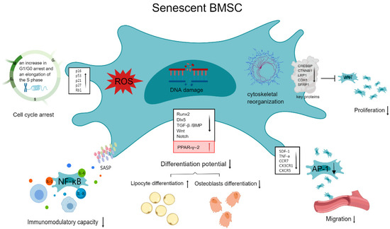 Rejuvenation of Bone Marrow Mesenchymal Stem Cells