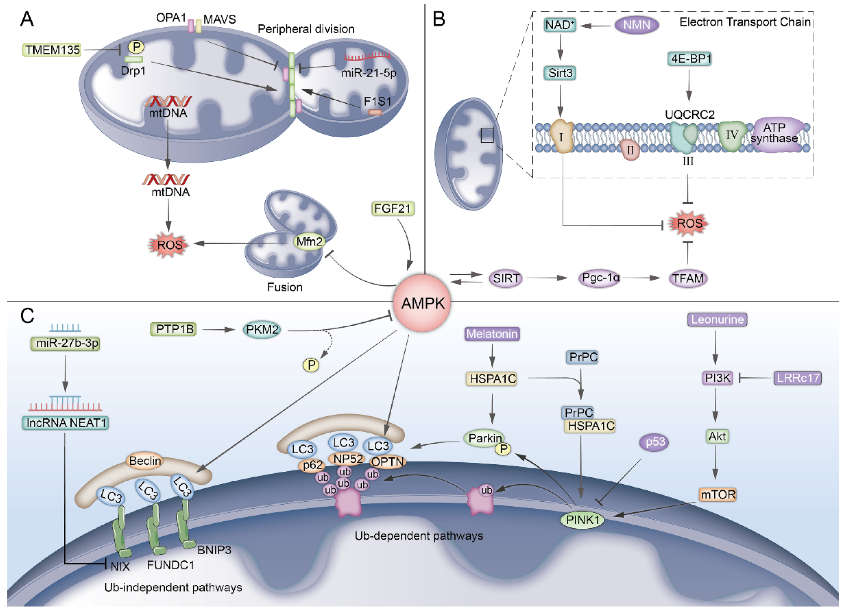 SHSO Hepatocytes as Model for Investigating Natural