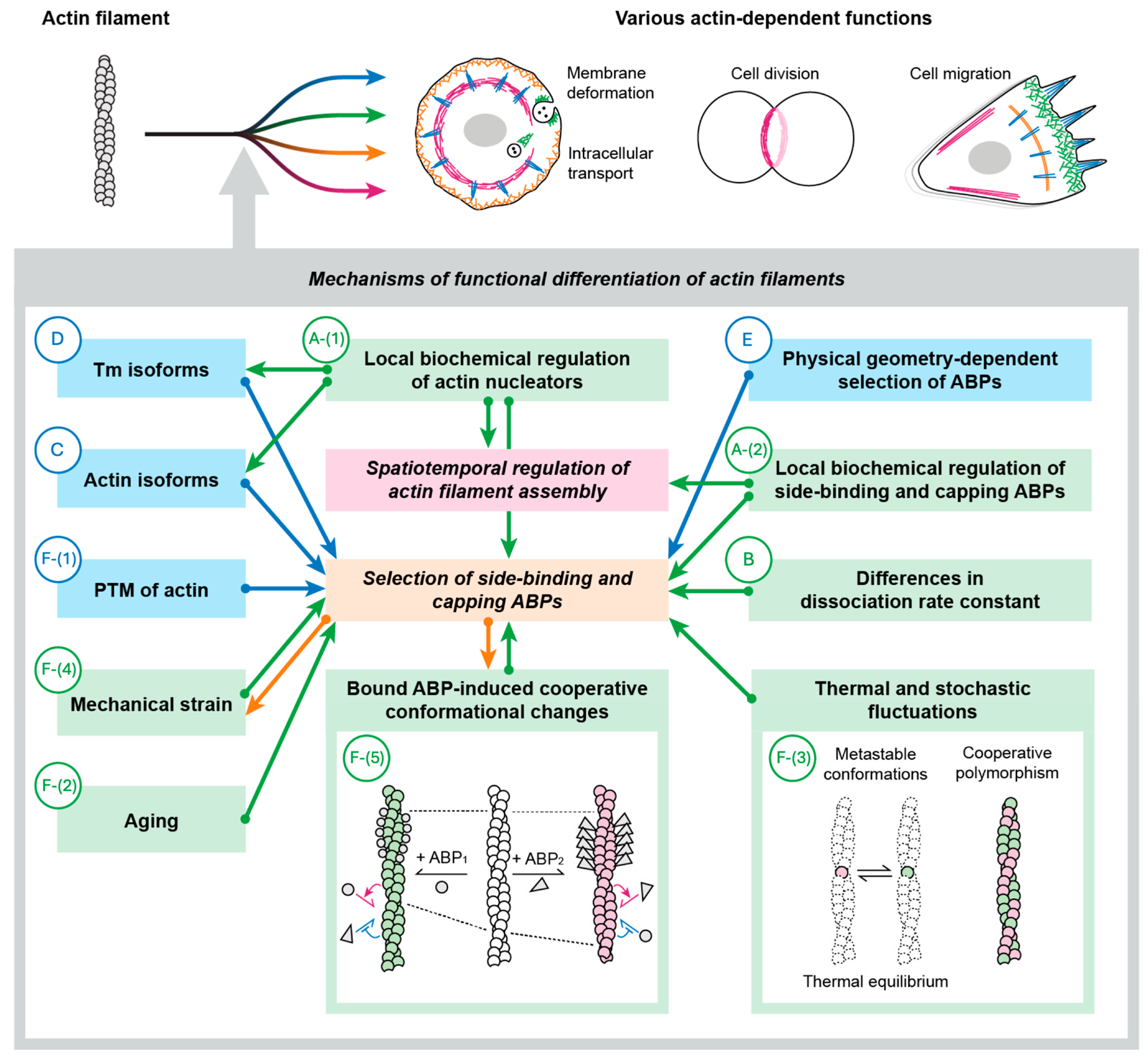 Biomolecules 15 00279 g002 Biomolecules 15 00279 g002