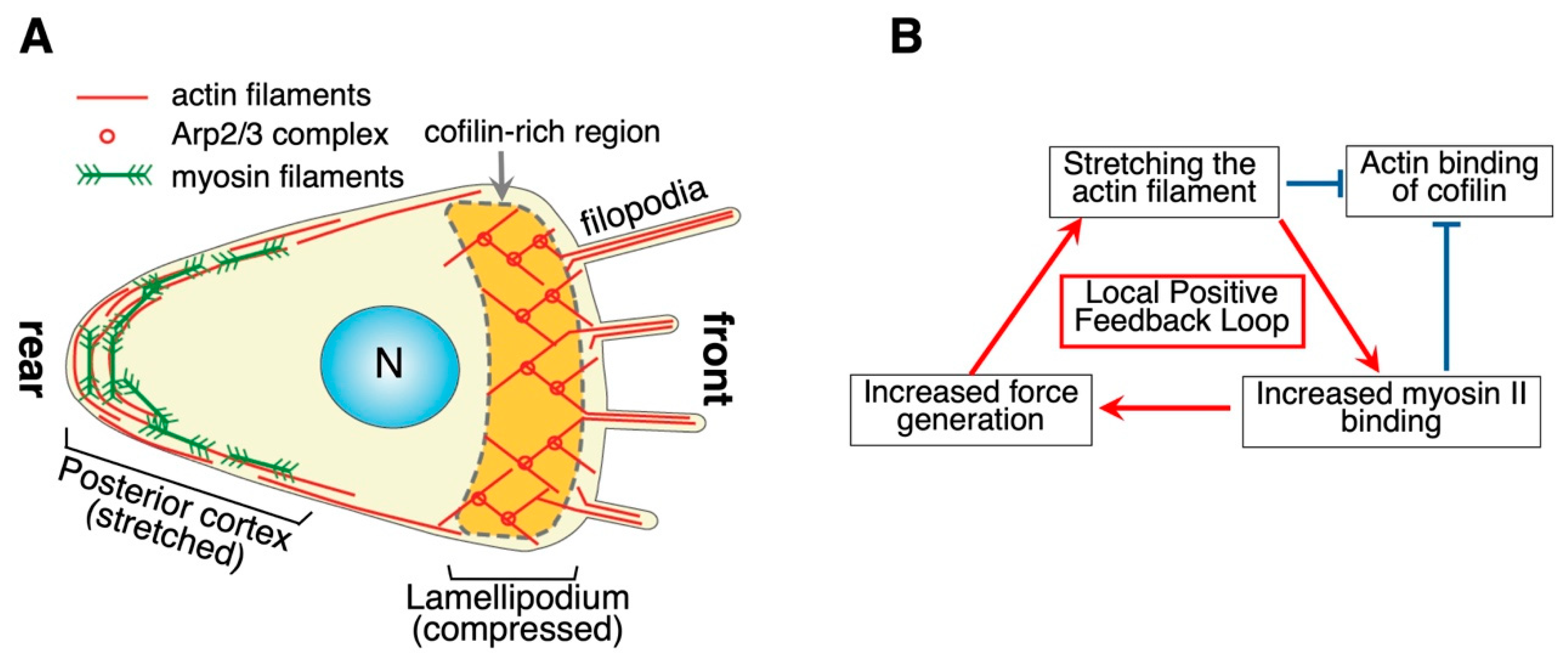 Biomolecules 15 00279 g003 Biomolecules 15 00279 g003