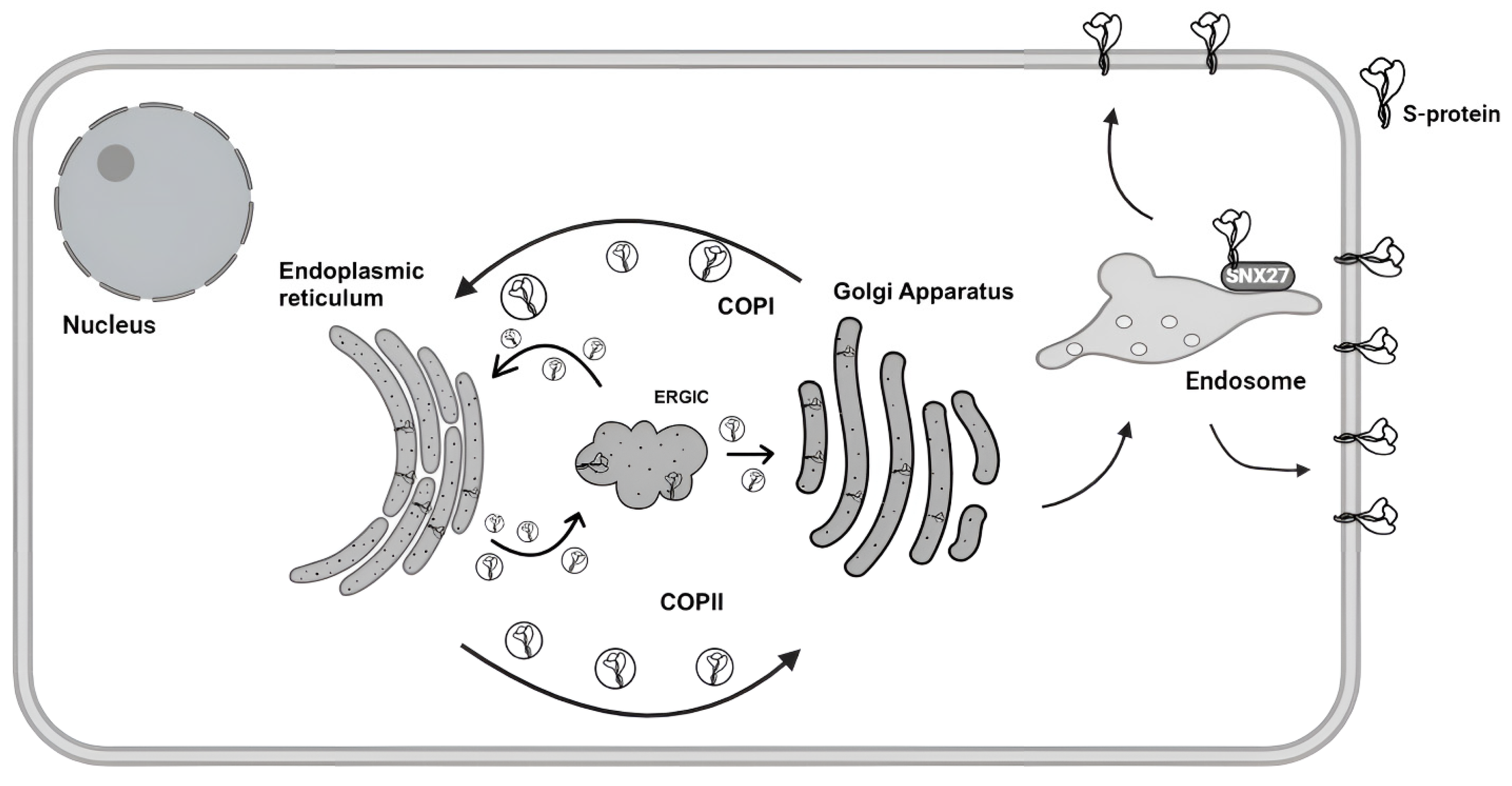 Biomolecules 15 00280 g004