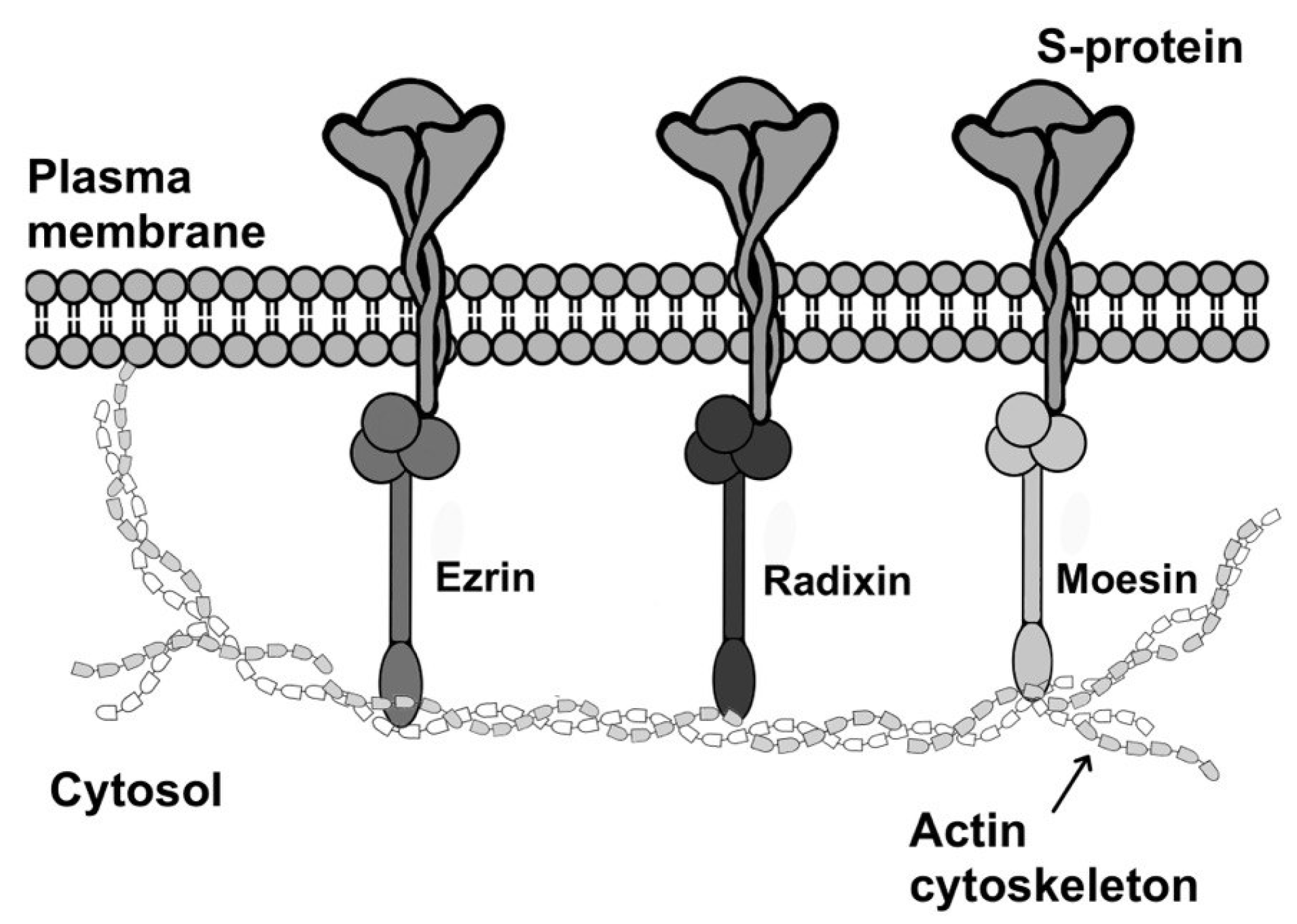 Biomolecules 15 00280 g005