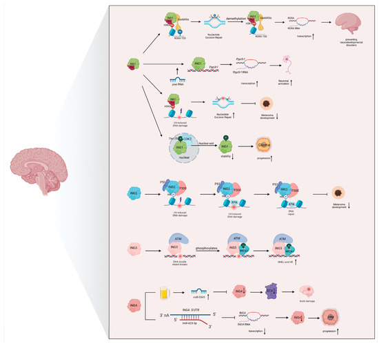 Inhibitor of Growth Proteins: Epigenetic Regulators Shaping