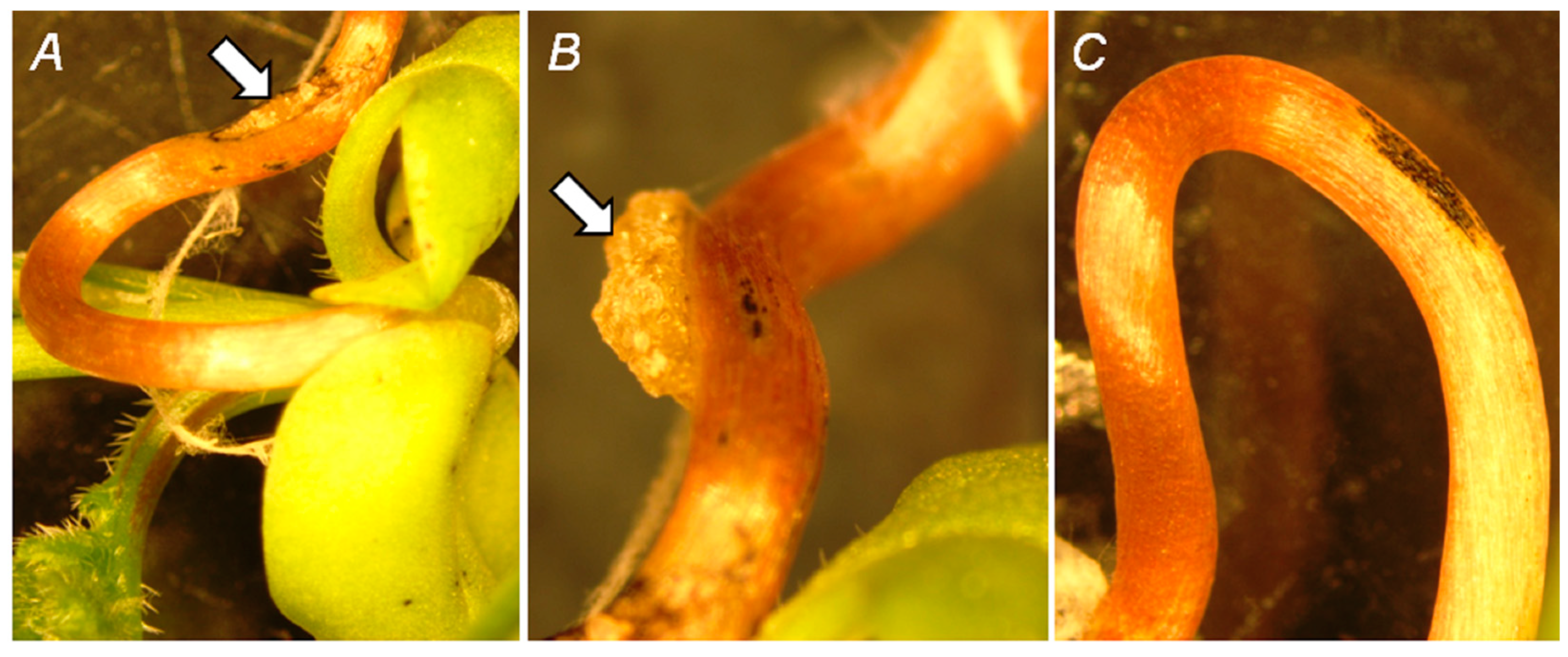 Biomolecules 15 00290 g001 Biomolecules 15 00290 g001