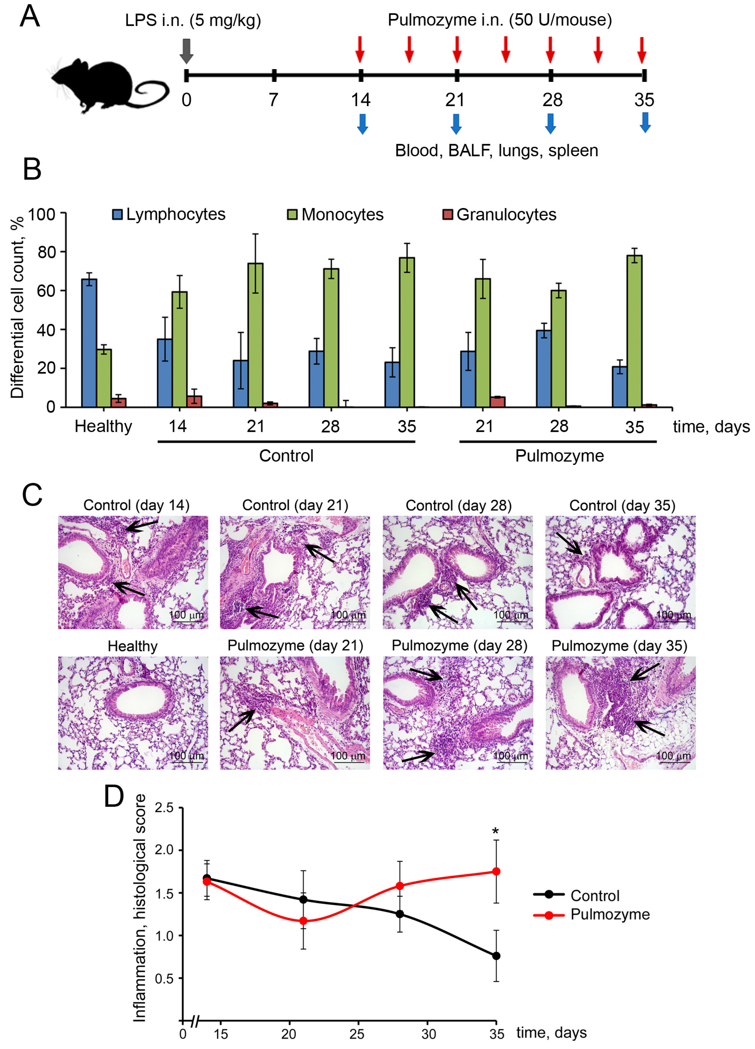 siberian mouse 152 Pulmozyme Ameliorates LPS-Induced Lung Fibrosis but Provokes Residual  Inflammation by Modulating Cell-Free DNA Composition and Controlling  Neutrophil Phenotype