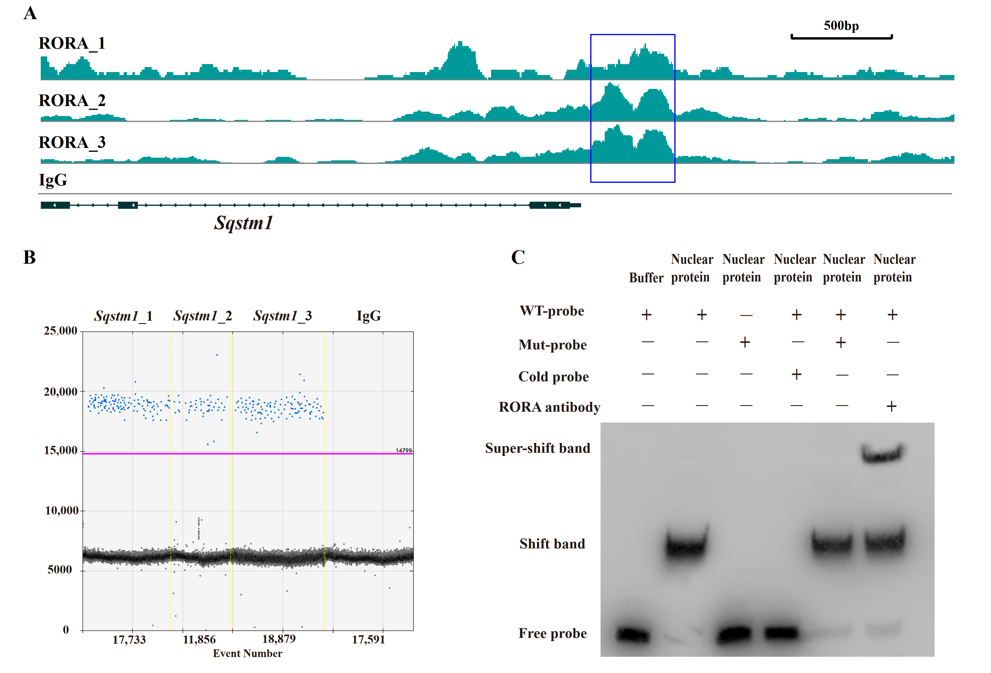 Biomolecules 15 00299 g003