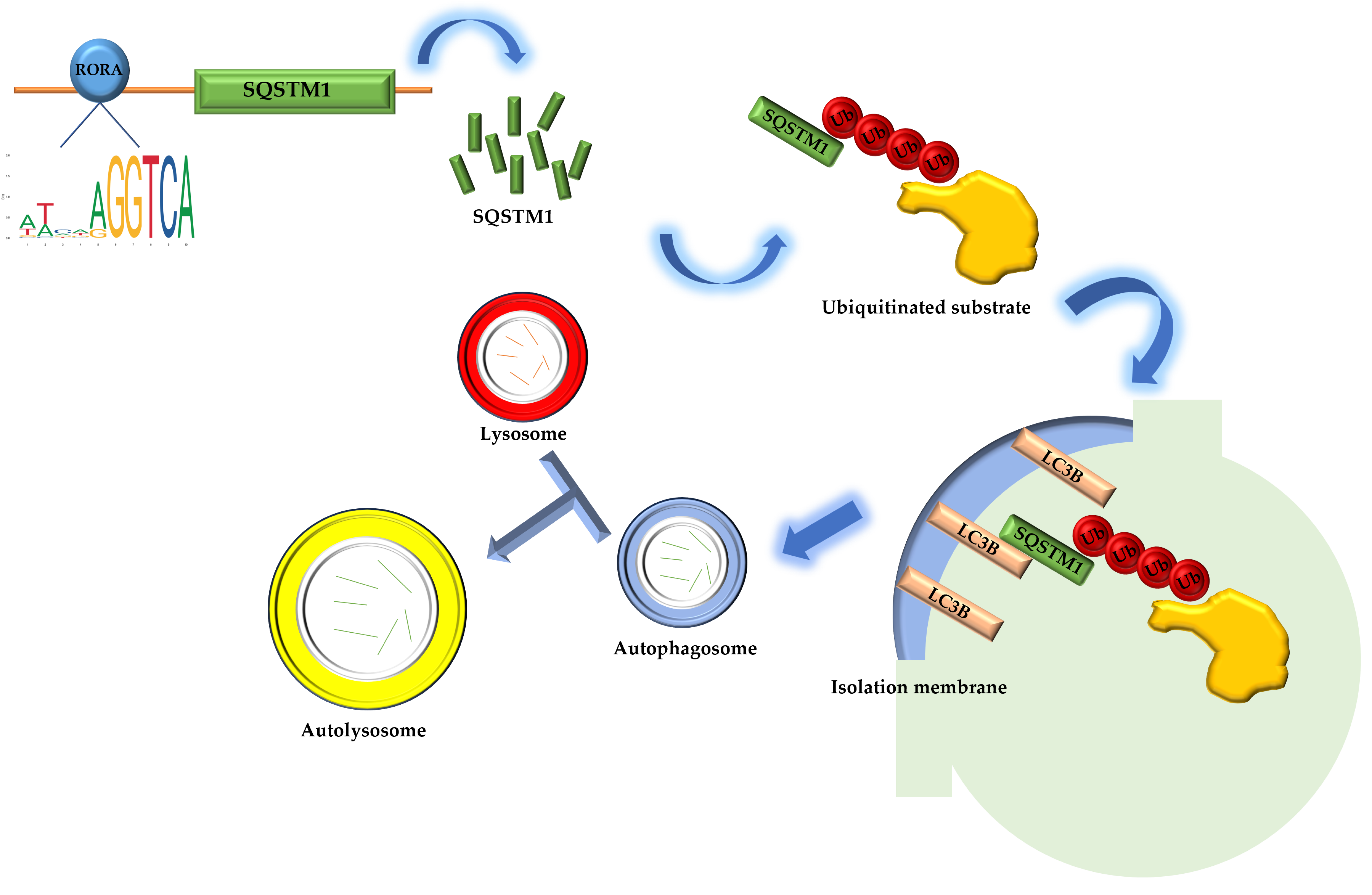 Biomolecules 15 00299 g004