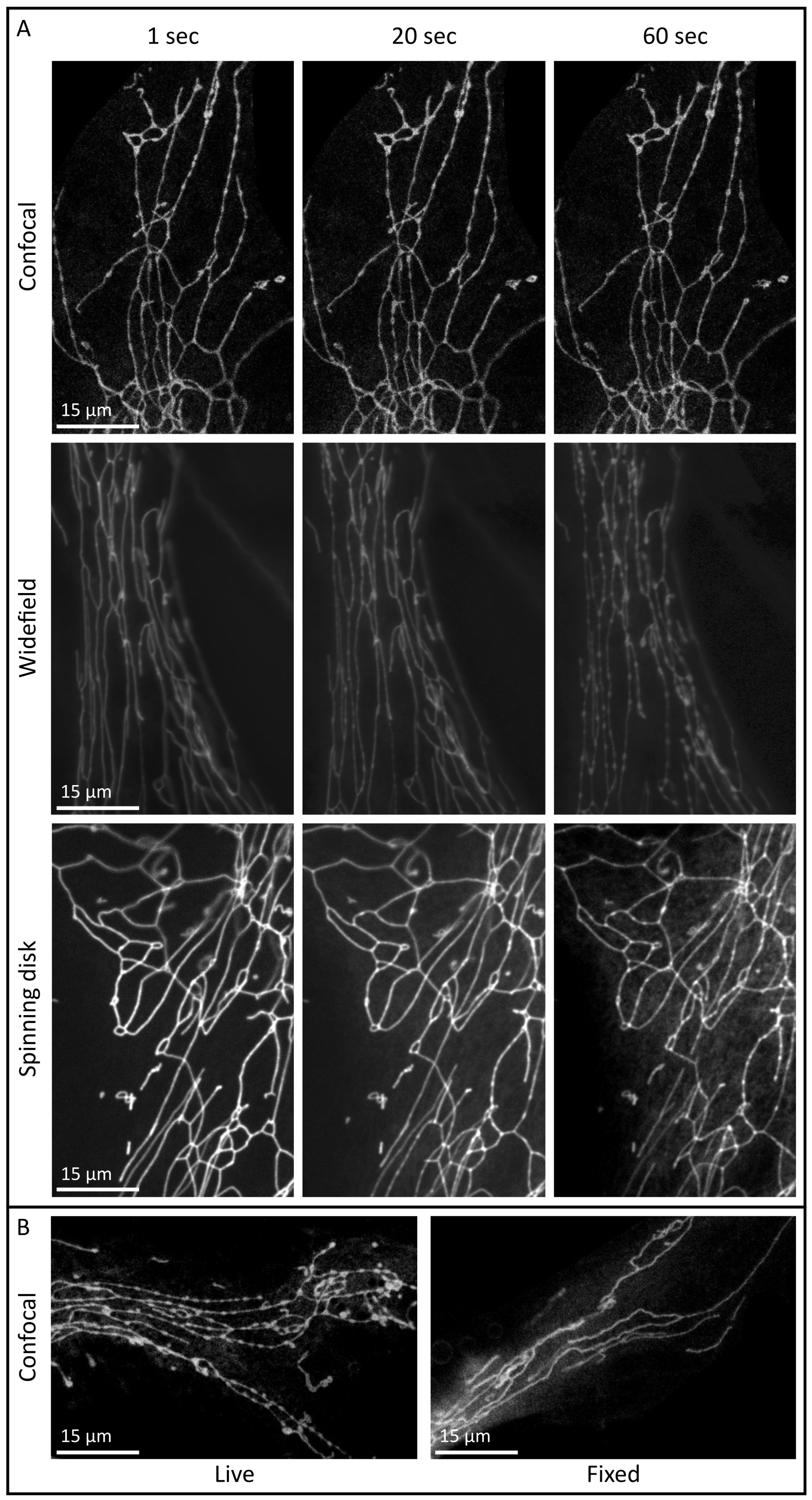 Biomolecules 15 00304 g003