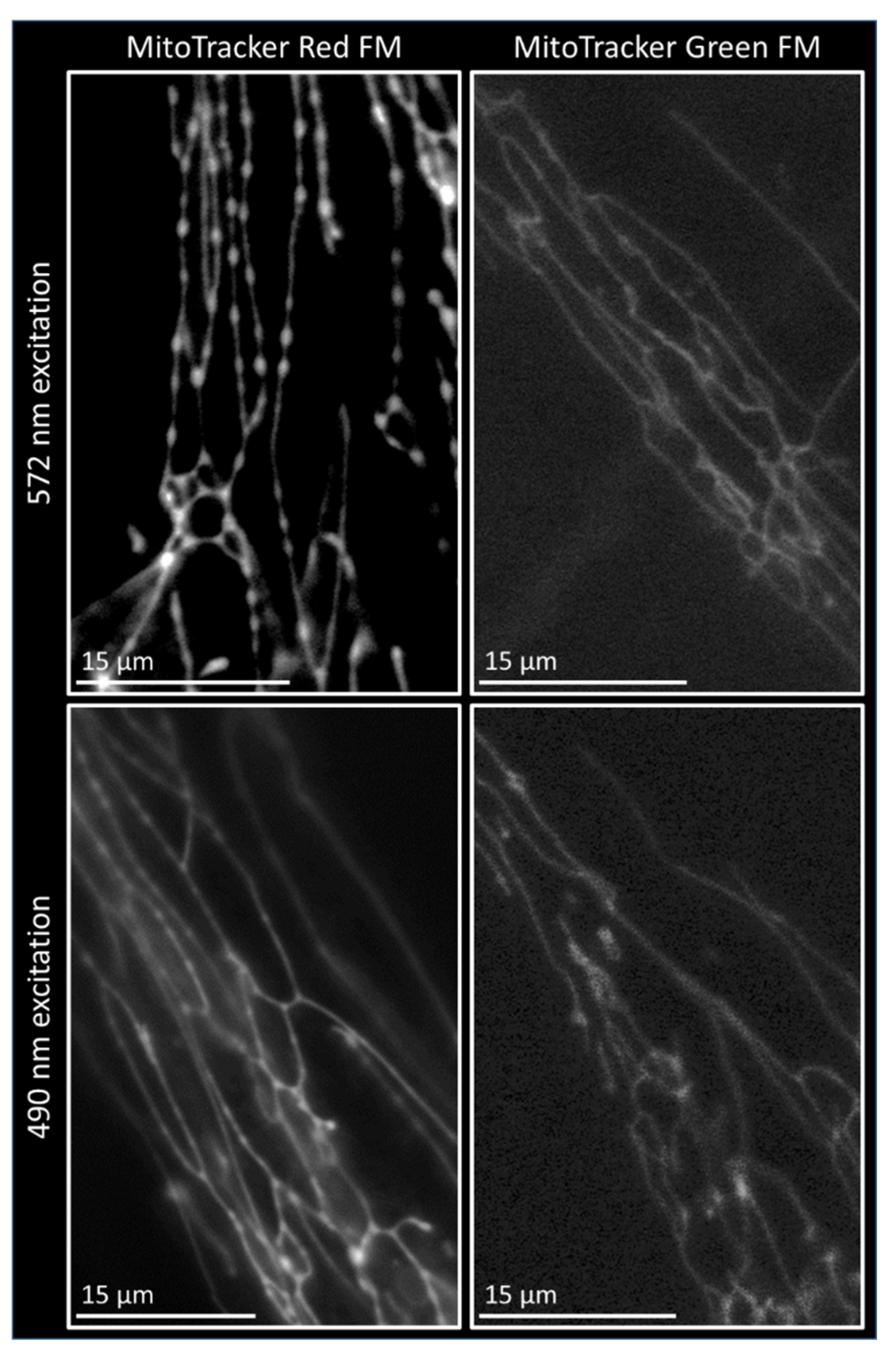Biomolecules 15 00304 g004