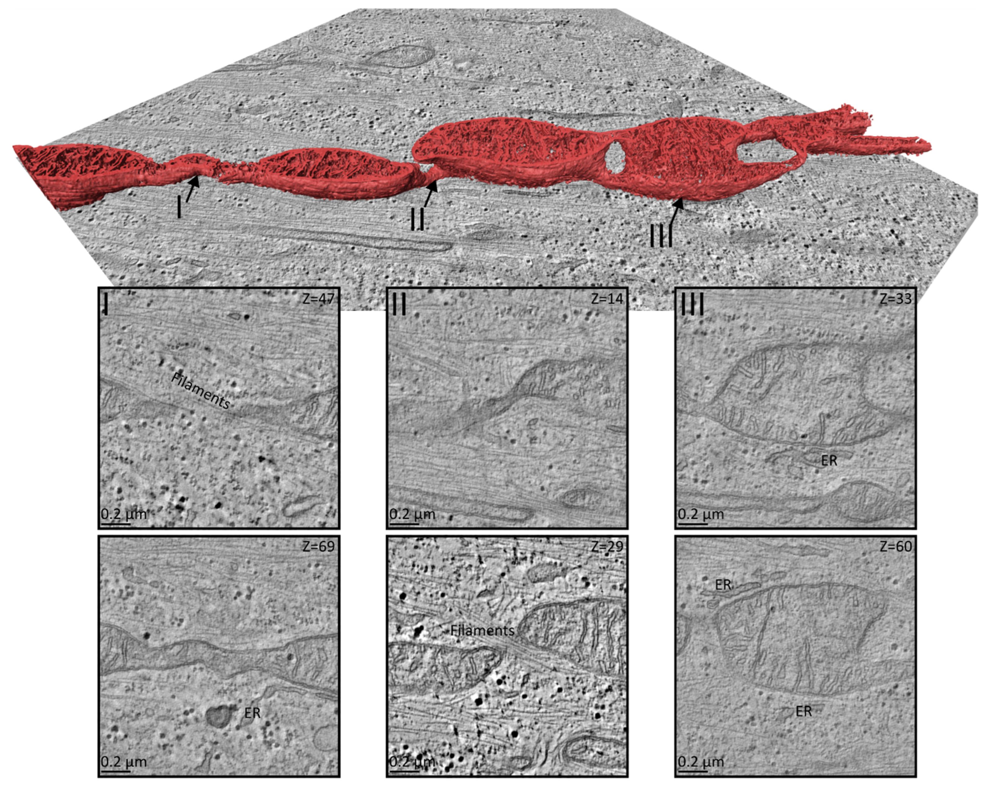 Biomolecules 15 00304 g006