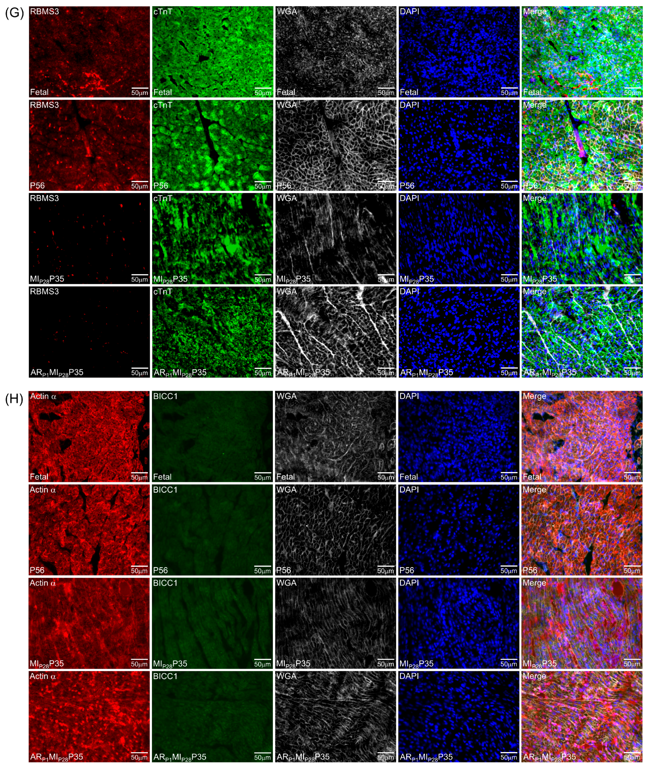 Biomolecules 15 00310 g007c