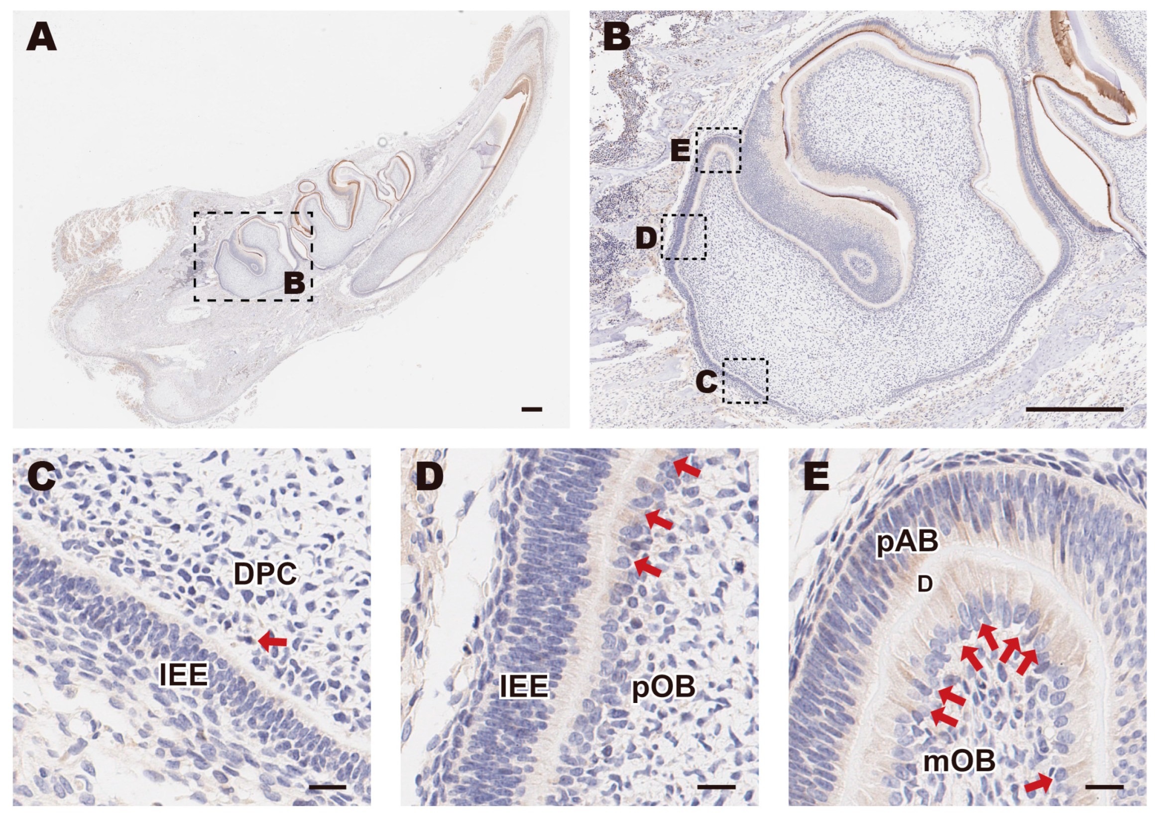 Biomolecules 15 00316 g001 Biomolecules 15 00316 g001