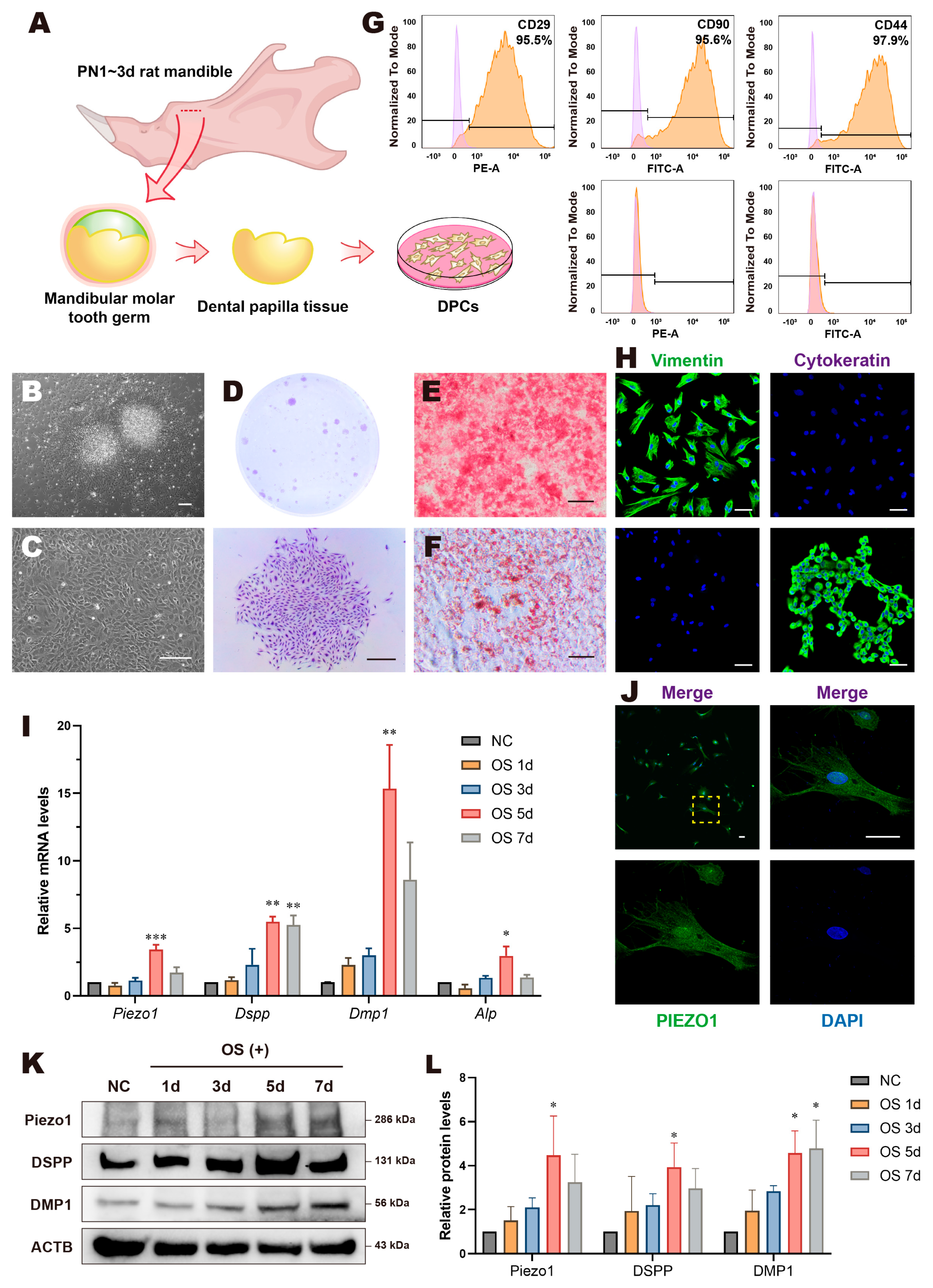 Biomolecules 15 00316 g002 Biomolecules 15 00316 g002