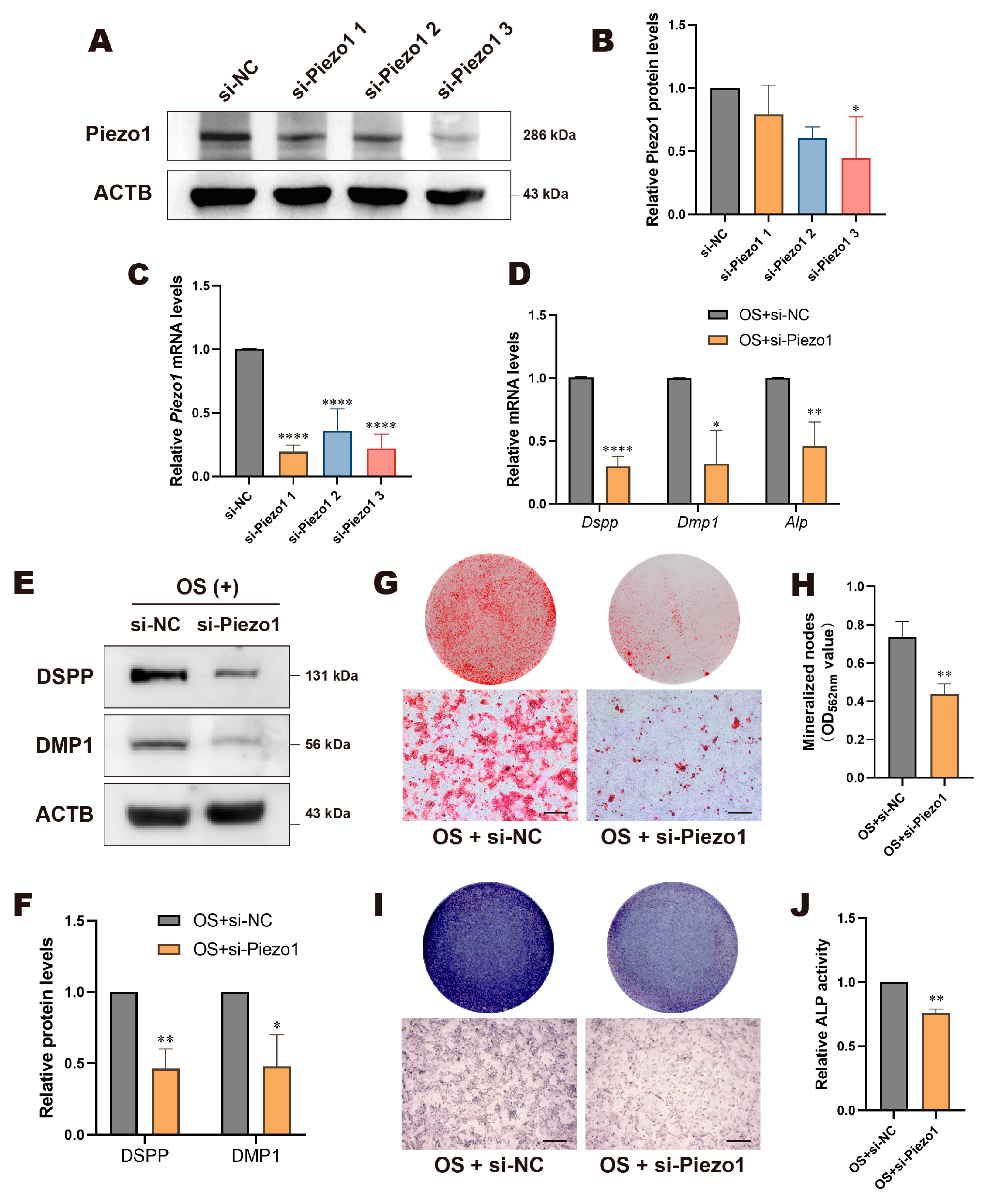 Biomolecules 15 00316 g003 Biomolecules 15 00316 g003
