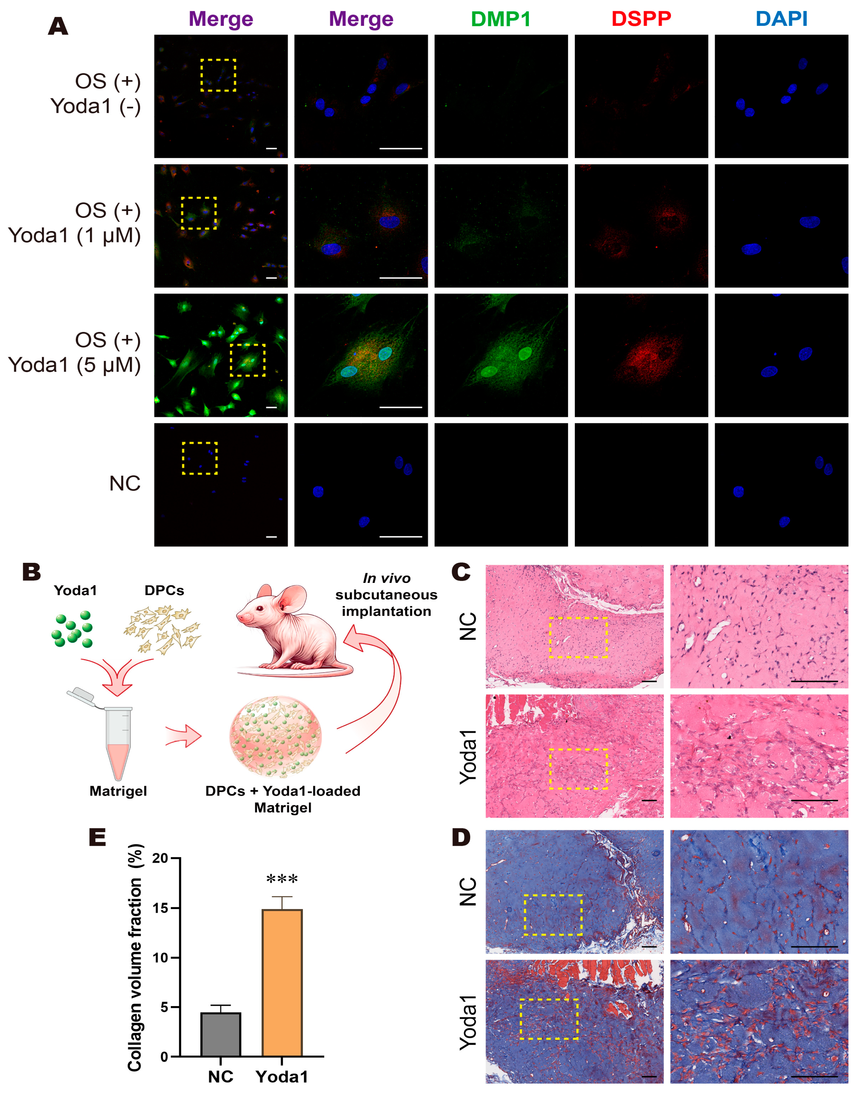 Biomolecules 15 00316 g005 Biomolecules 15 00316 g005