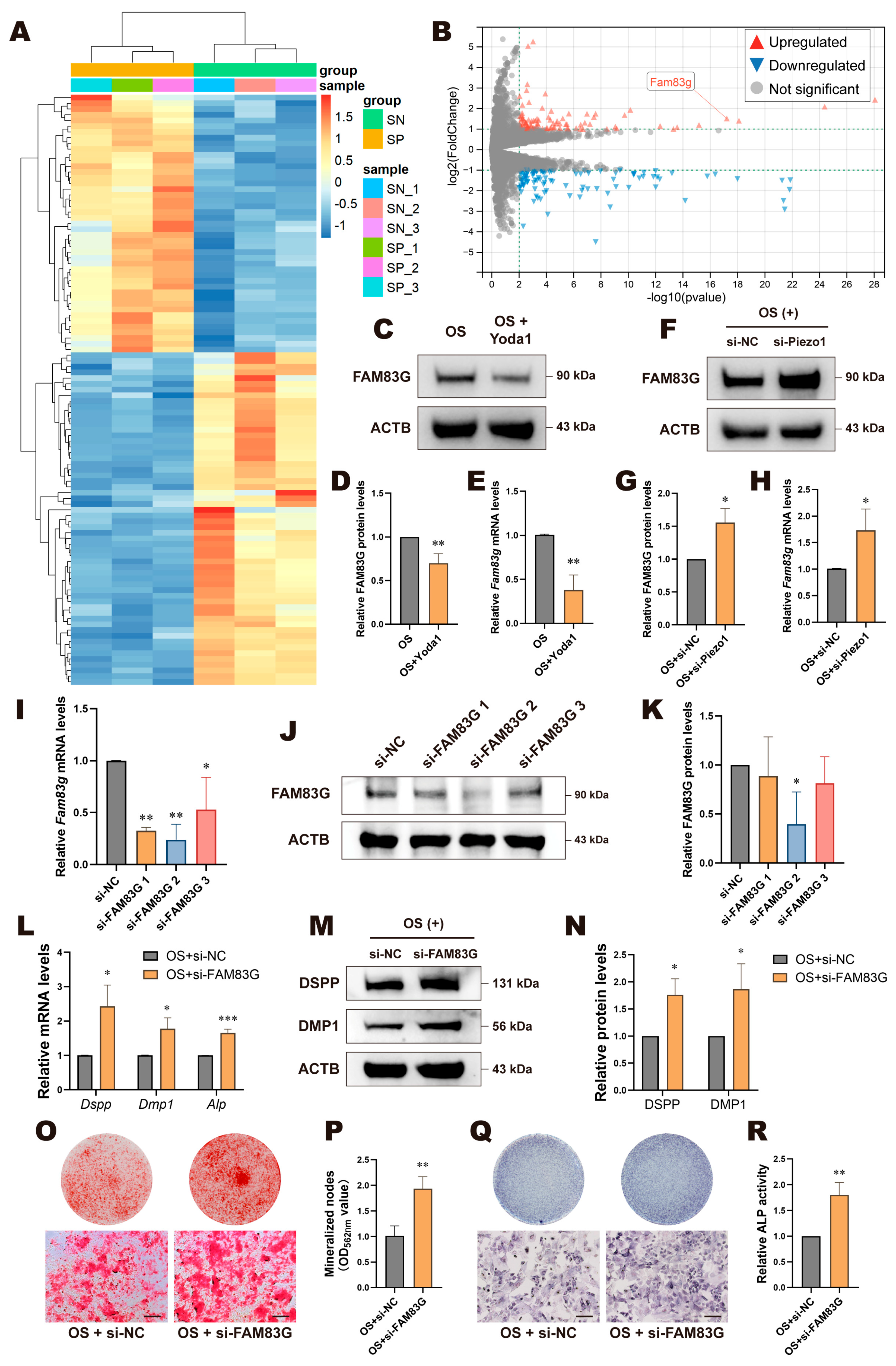 Biomolecules 15 00316 g006 Biomolecules 15 00316 g006