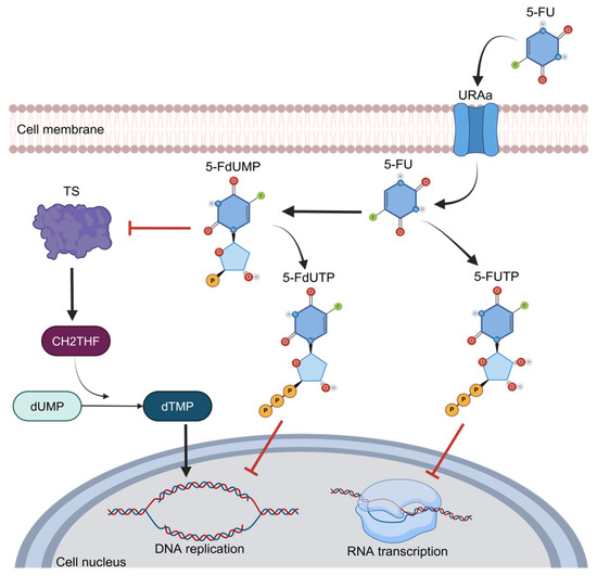Natural Alternatives in the Treatment of Colorectal Cancer