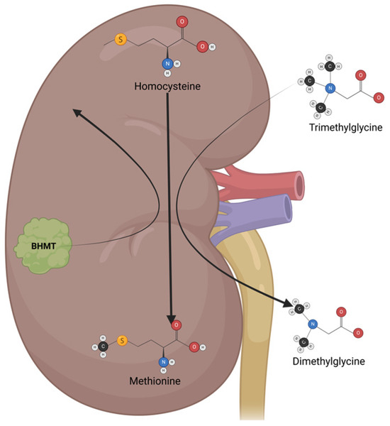 Natural Alternatives in the Treatment of Colorectal Cancer