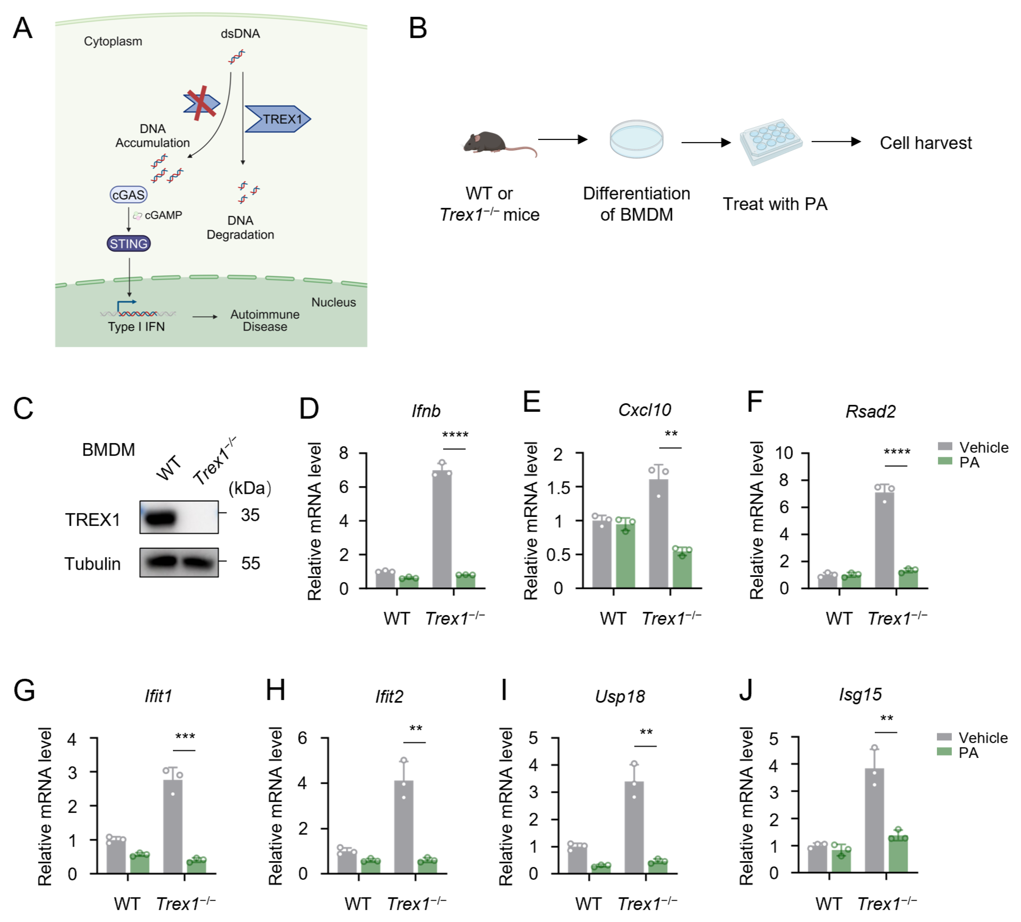 Biomolecules 15 00329 g007