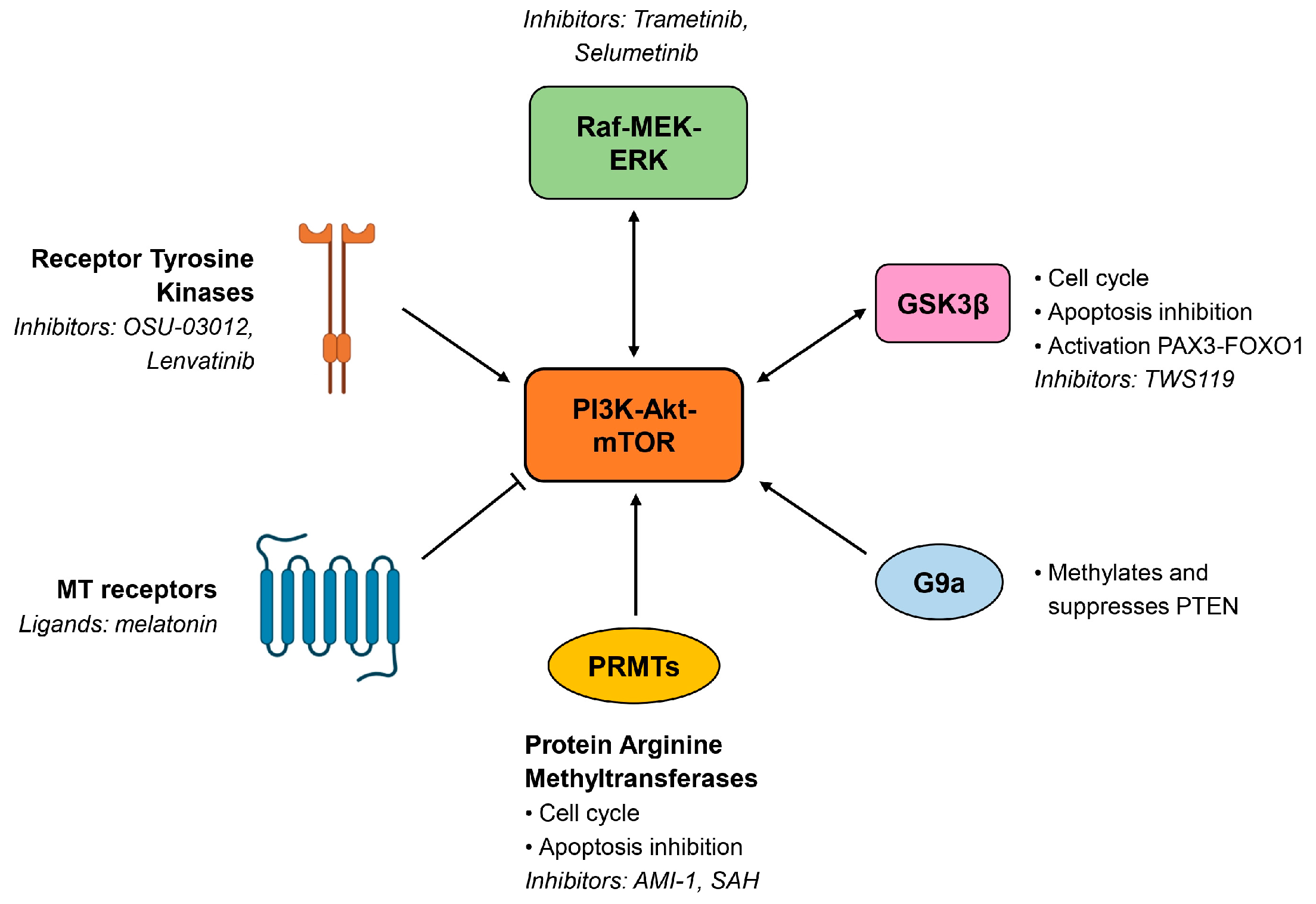 Biomolecules 15 00334 g004