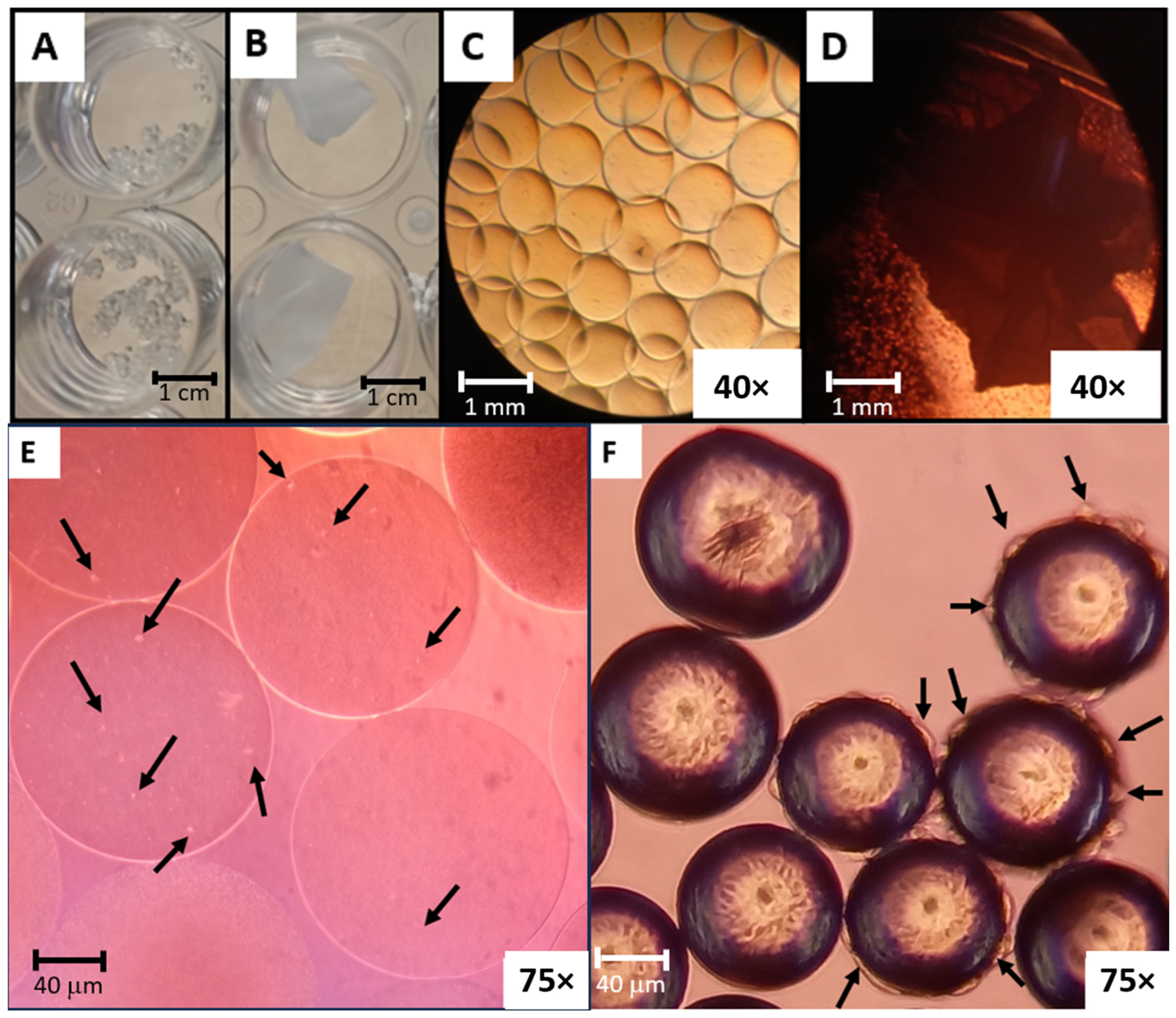 Biomolecules 15 00345 g001