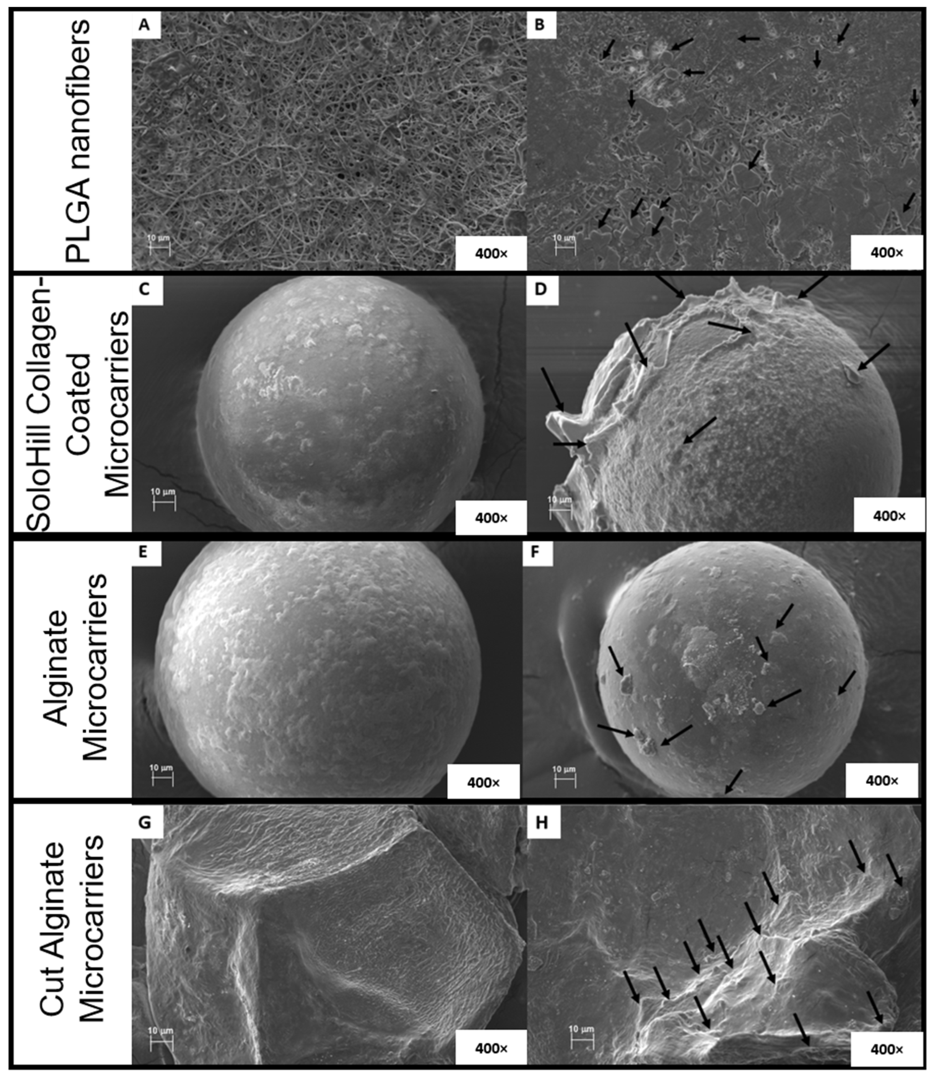 Biomolecules 15 00345 g006