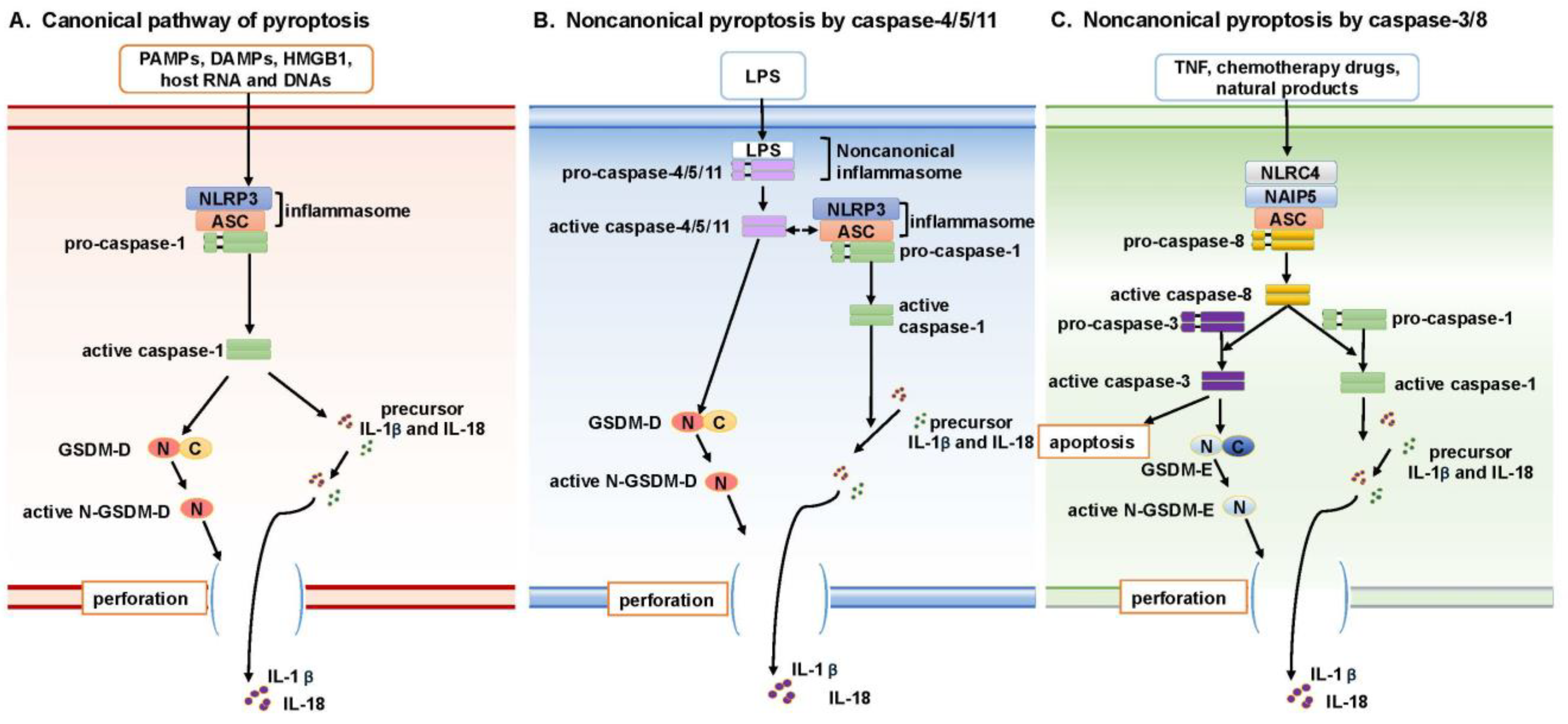 Biomolecules 15 00348 g001