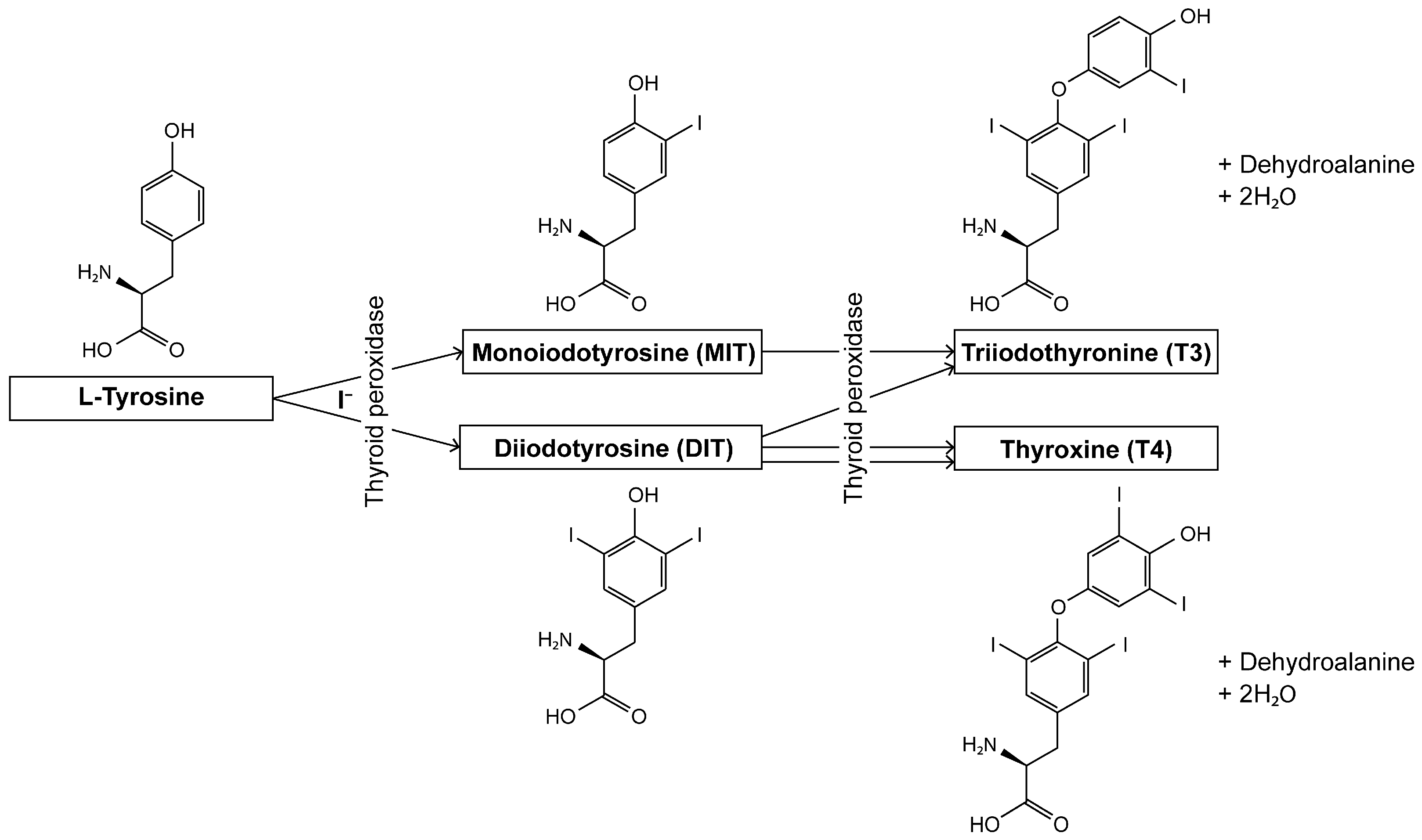 Biomolecules 15 00353 g001