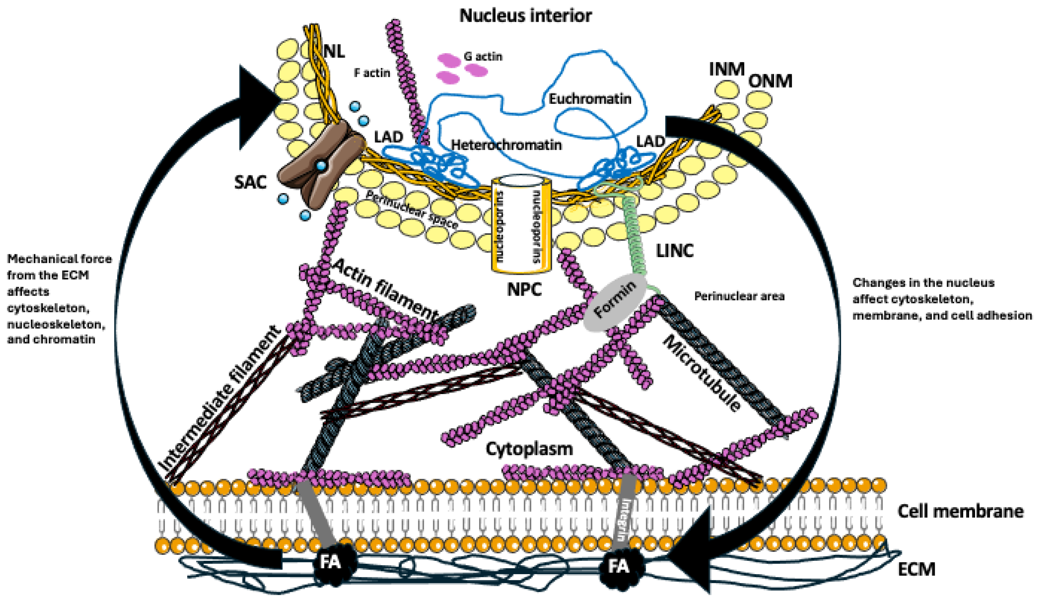 Biomolecules 15 00354 g001