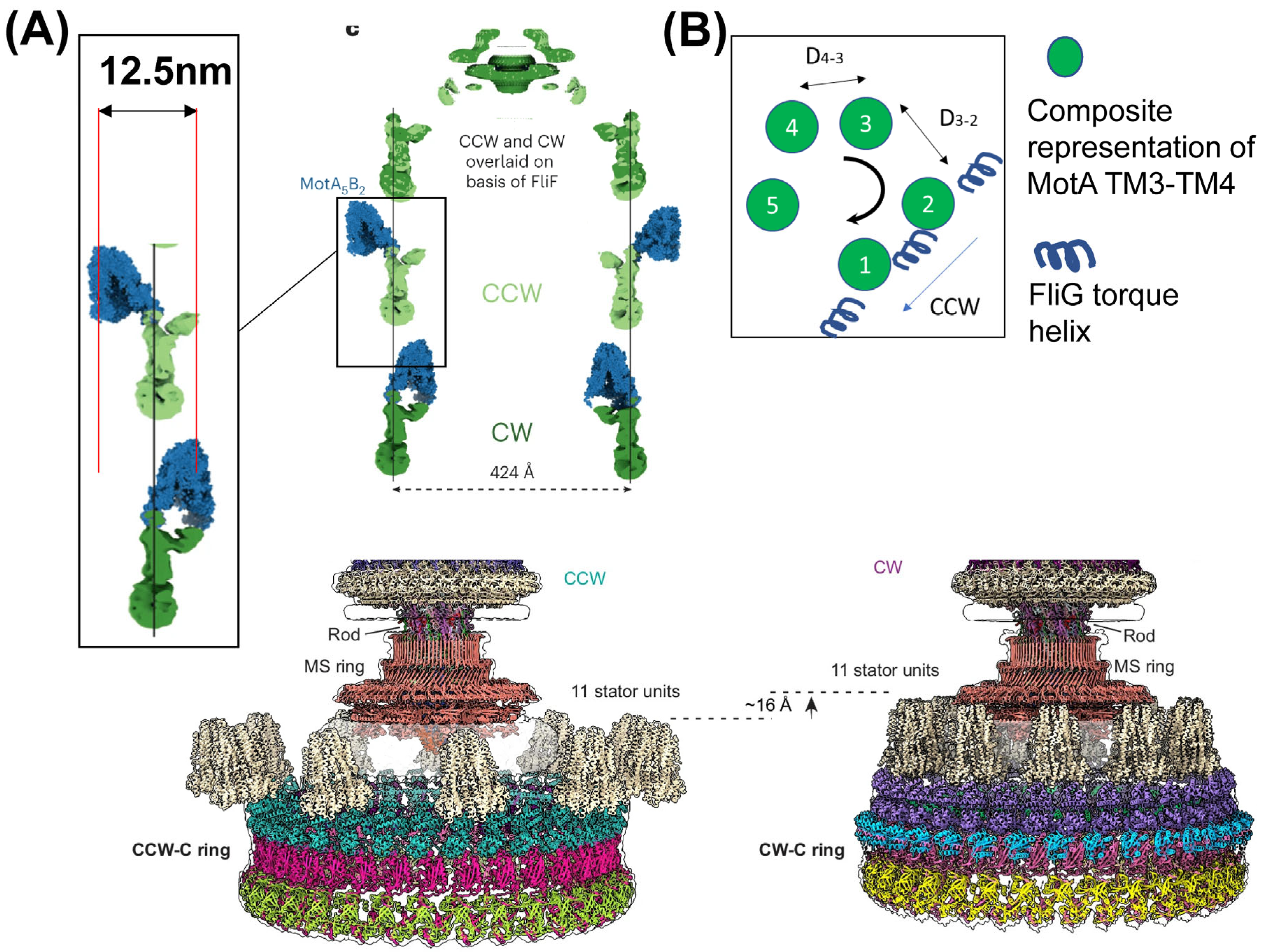 Biomolecules 15 00355 g002