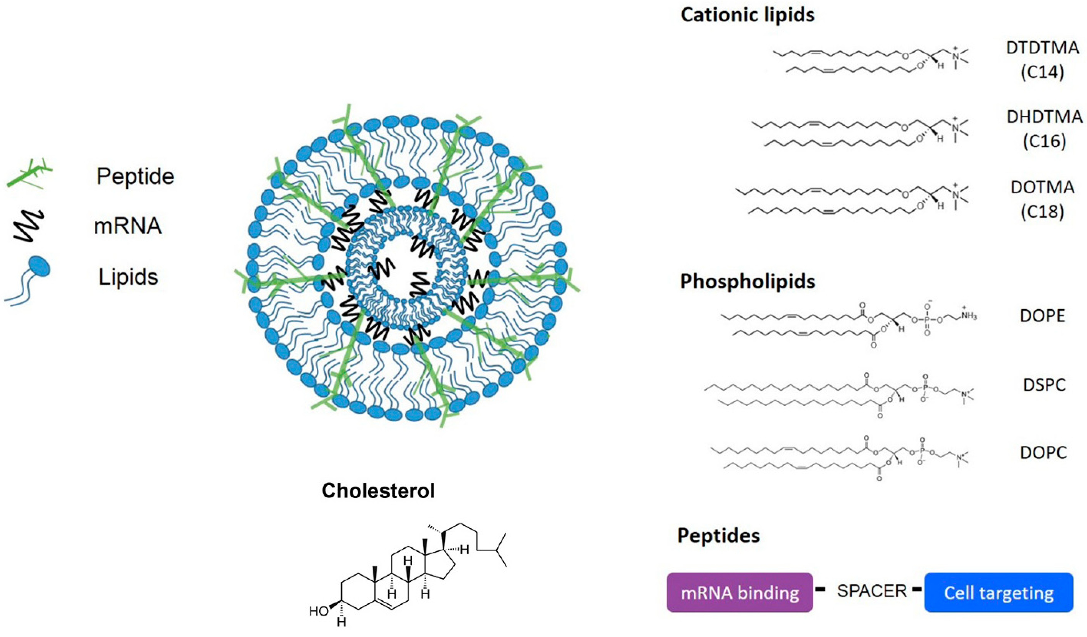 Biomolecules 15 00359 g007