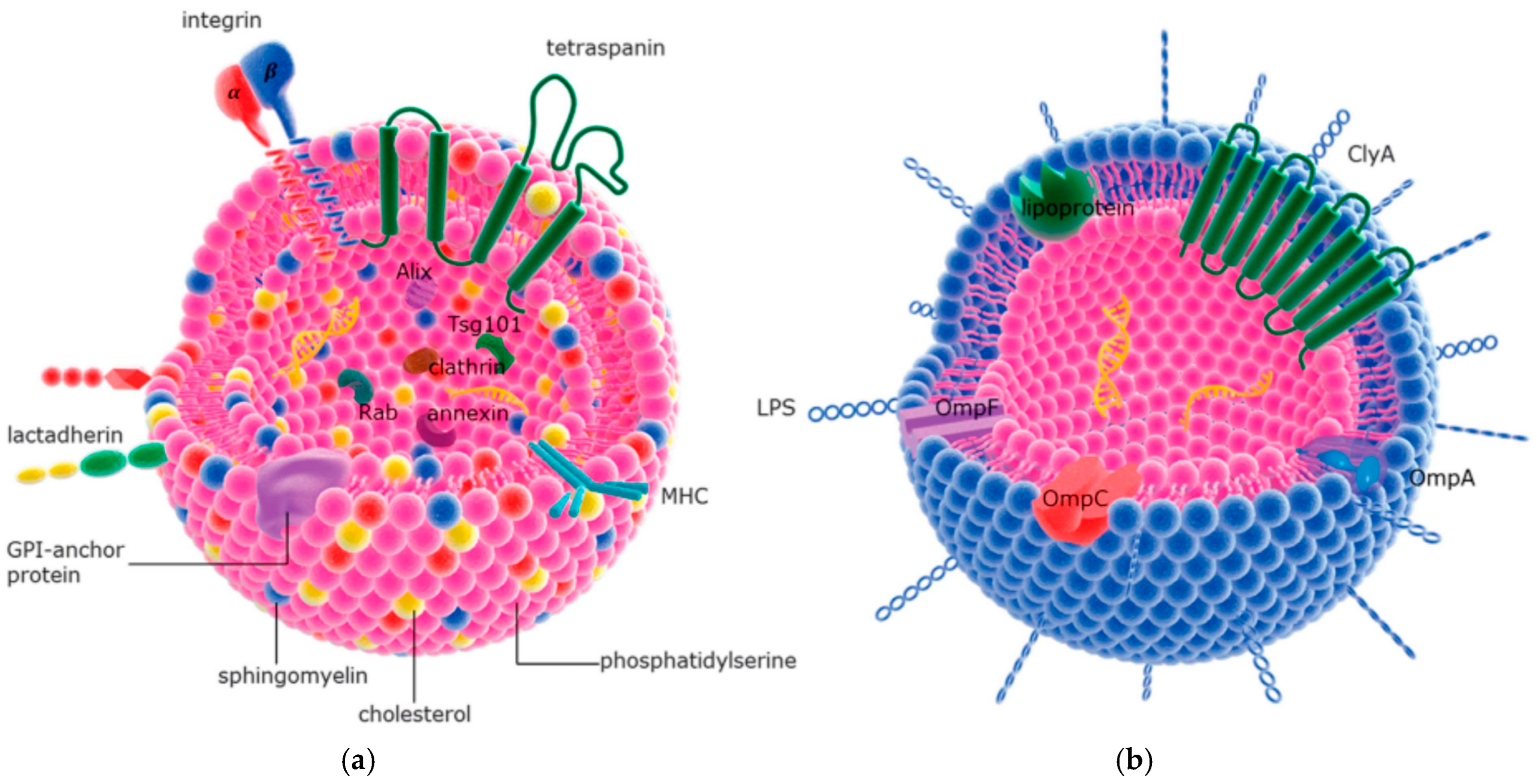Biomolecules 15 00359 g013