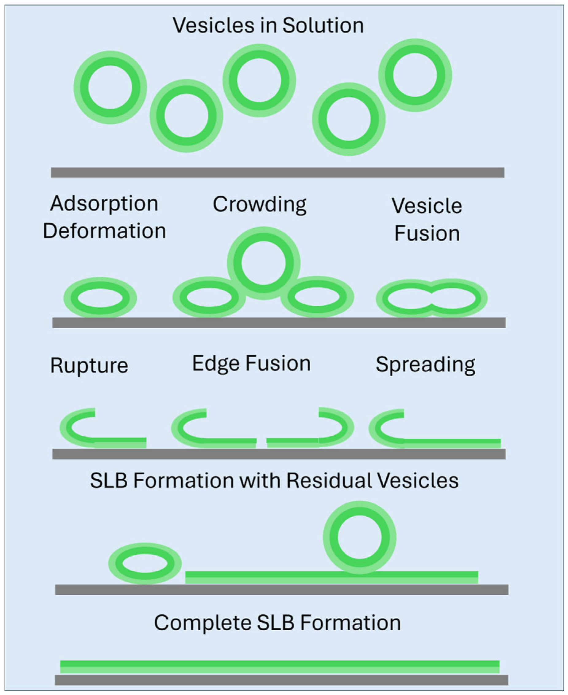Biomolecules 15 00362 g001