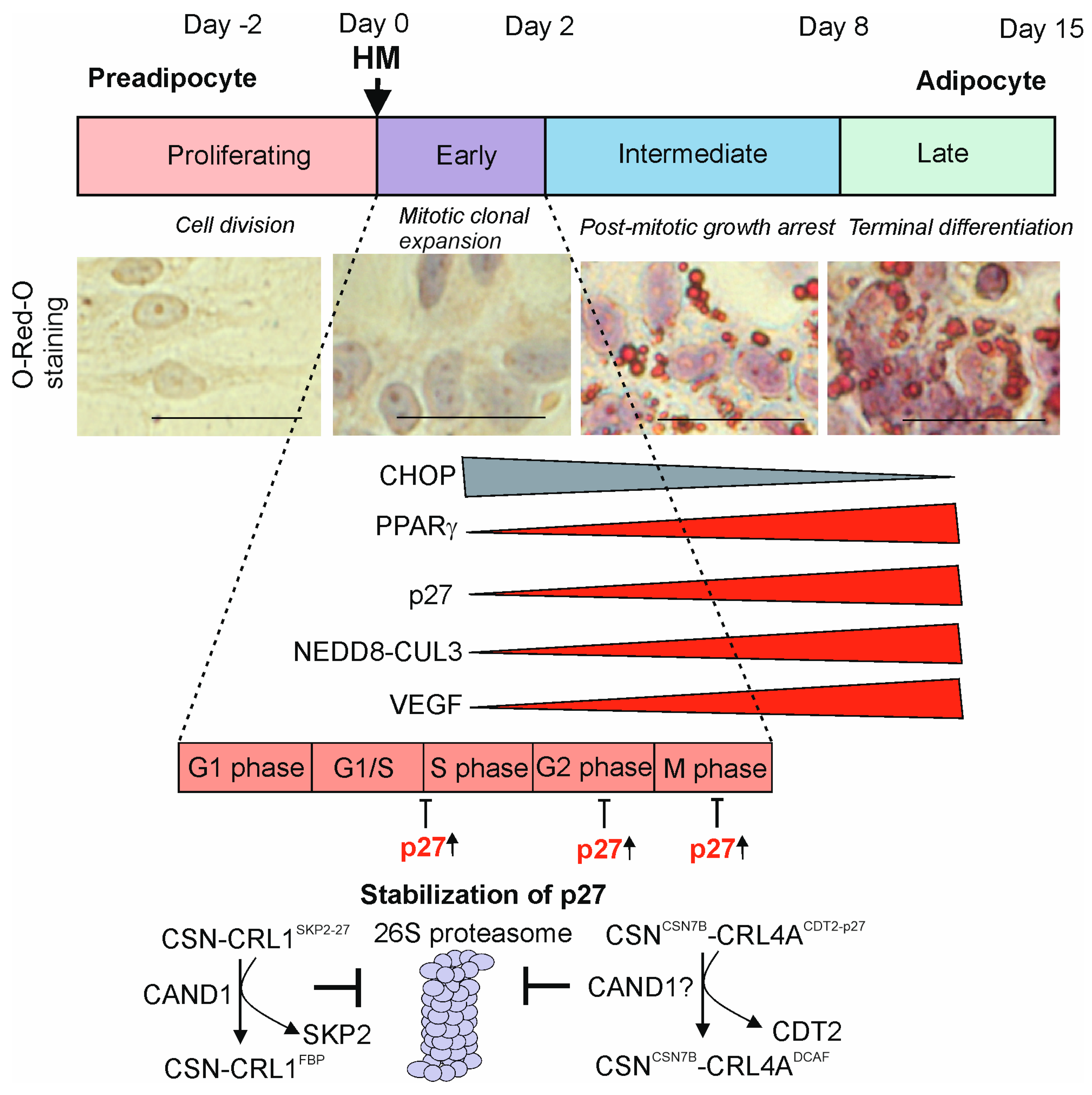 CSN-CRL Complexes: New Regulators of Adipogenesis CSN-CRL Complexes: New Regulators of Adipogenesis