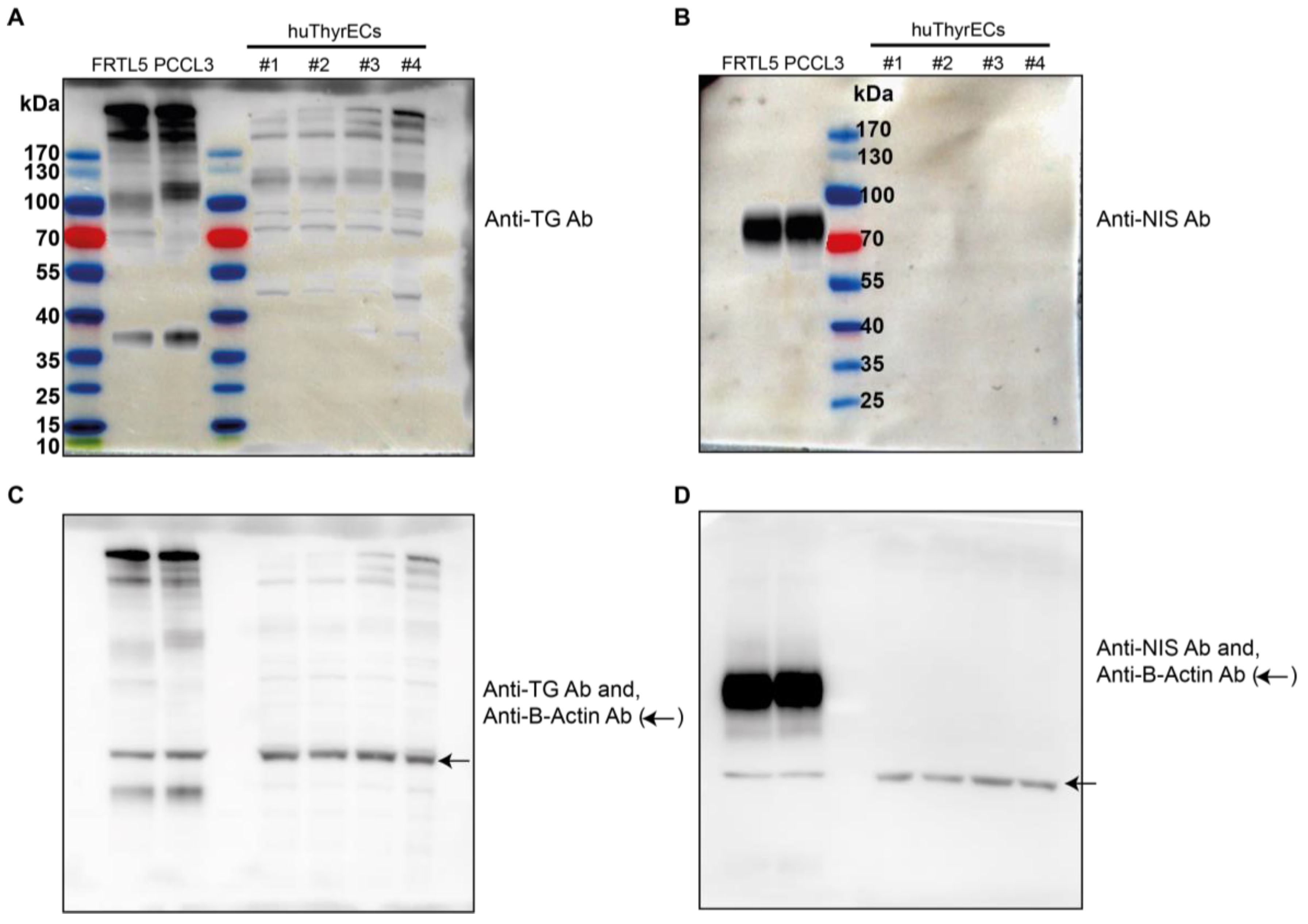 Biomolecules 15 00375 g003