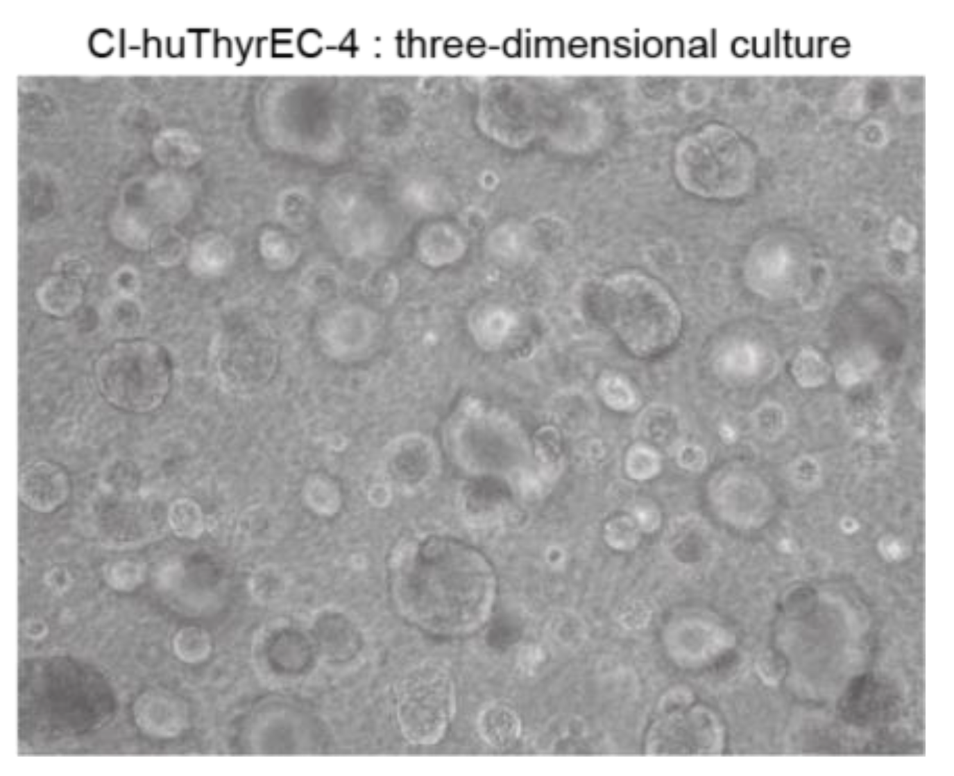 Biomolecules 15 00375 g004