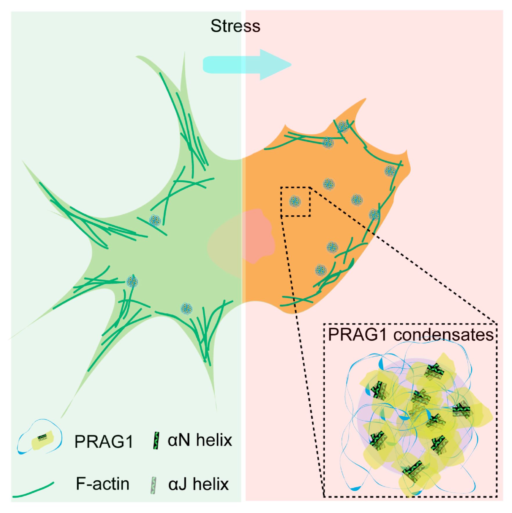 Biomolecules 15 00379 g008