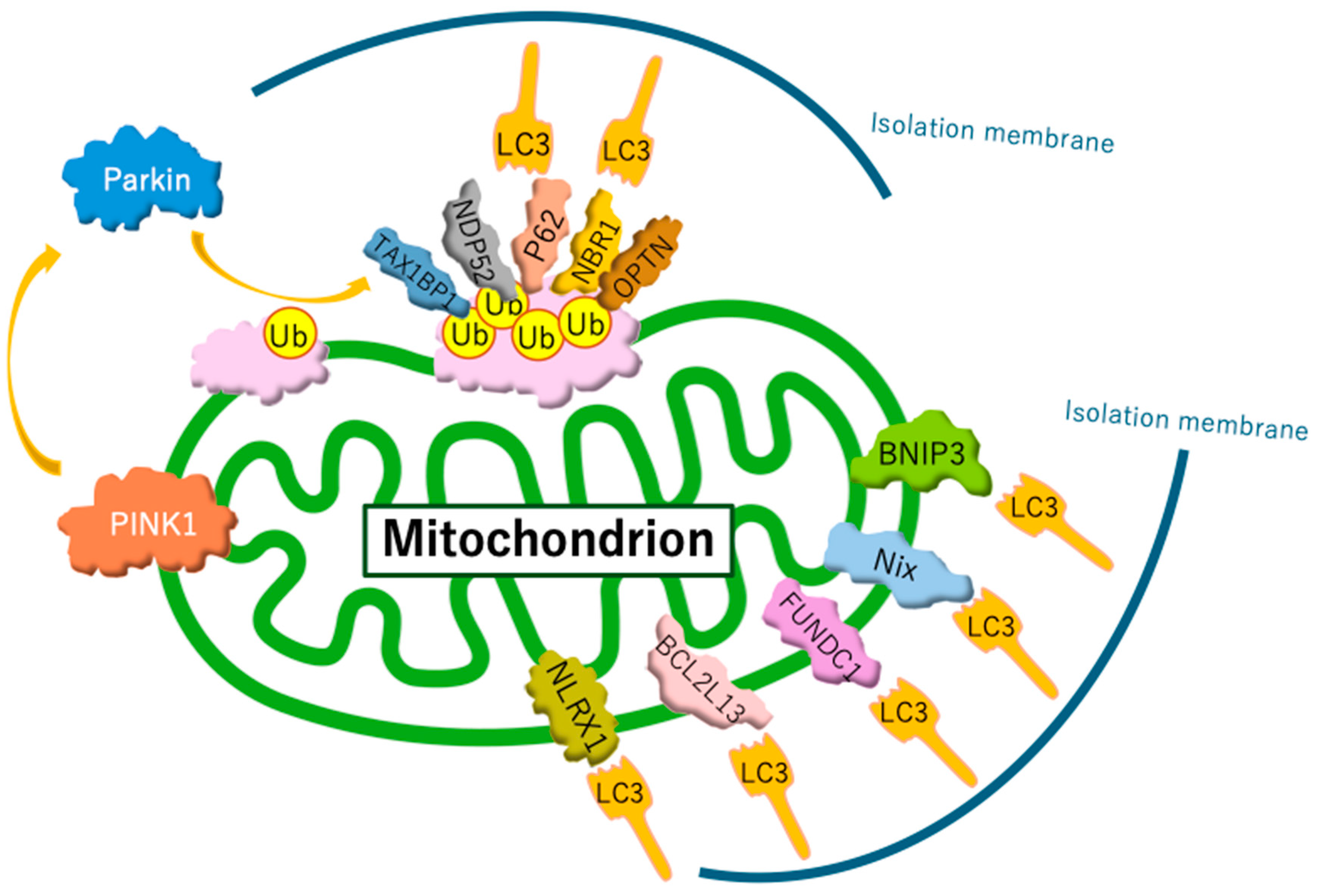 Biomolecules 15 00383 g001