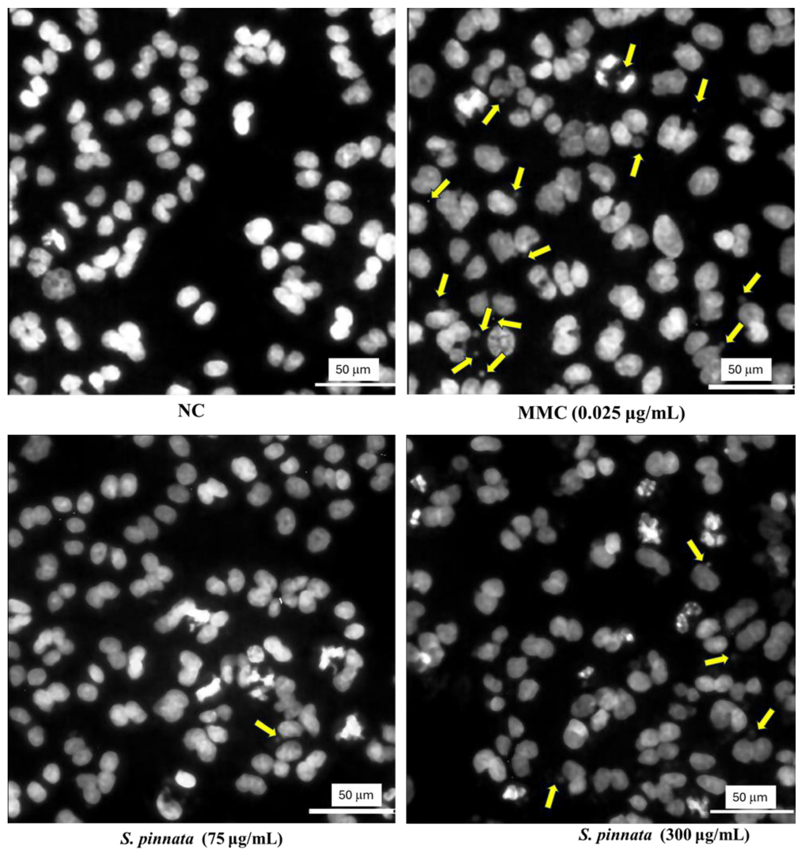 Biomolecules 15 00385 g007