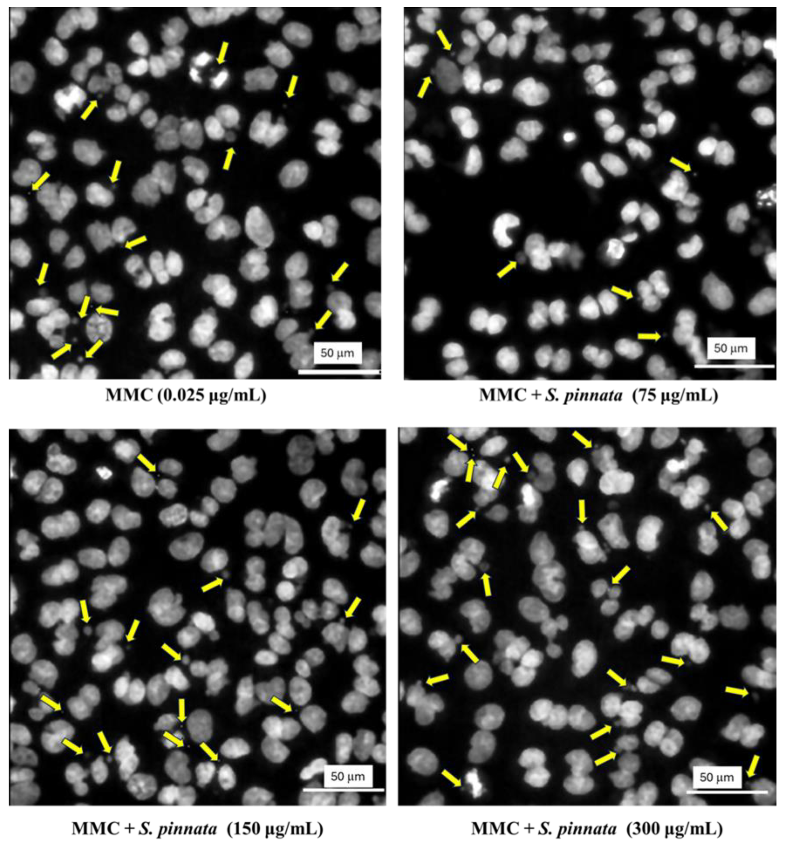 Biomolecules 15 00385 g009