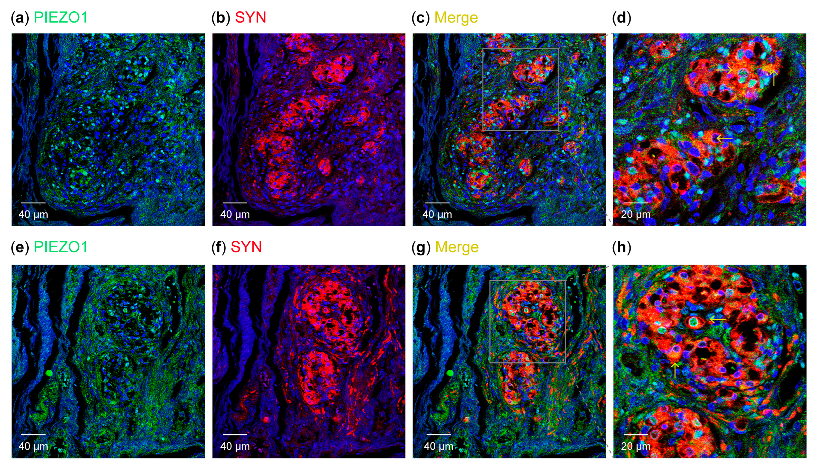 Biomolecules 15 00386 g003