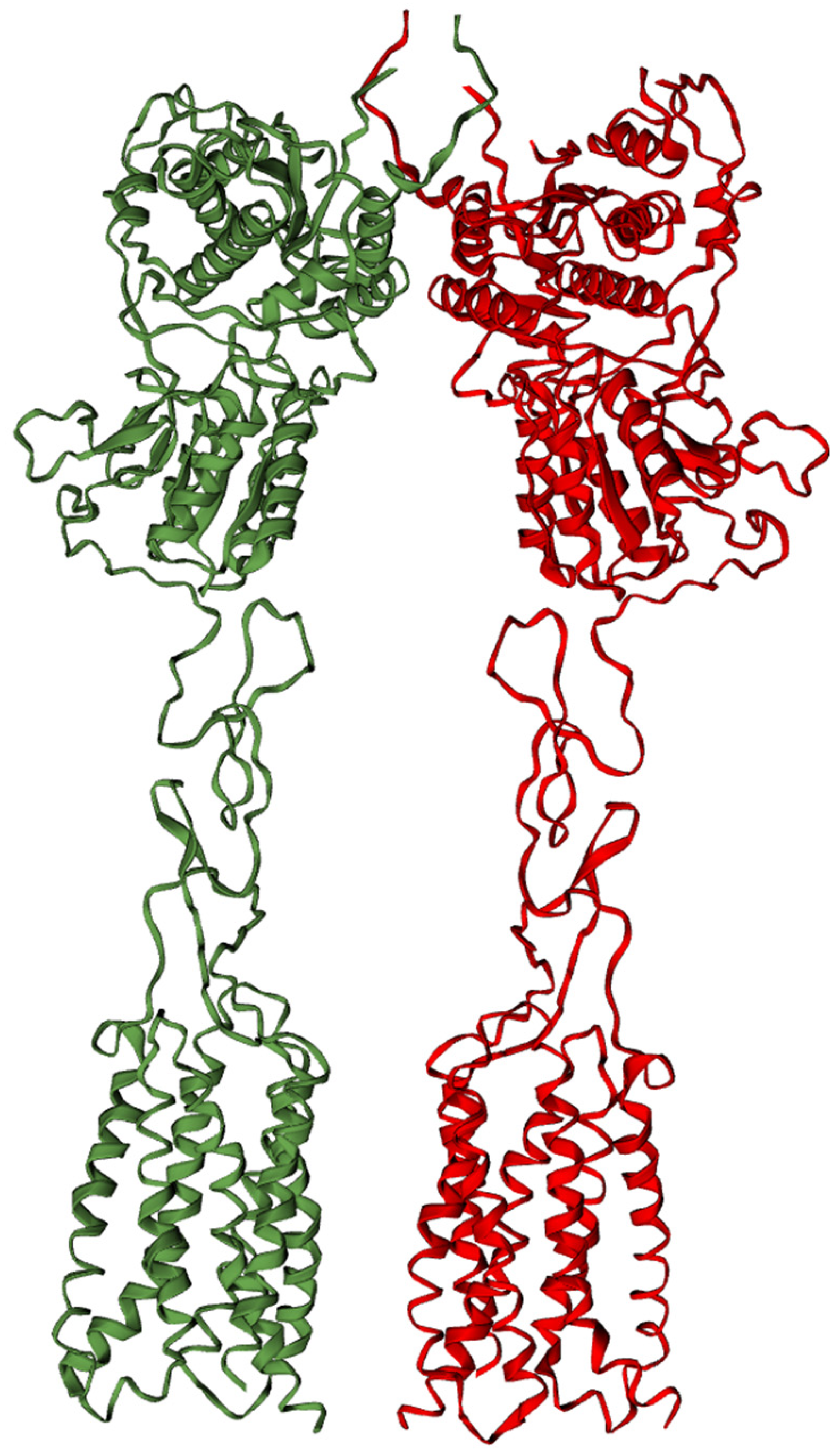 Pleiotropic Effects of Grm7/GRM7 in Shaping