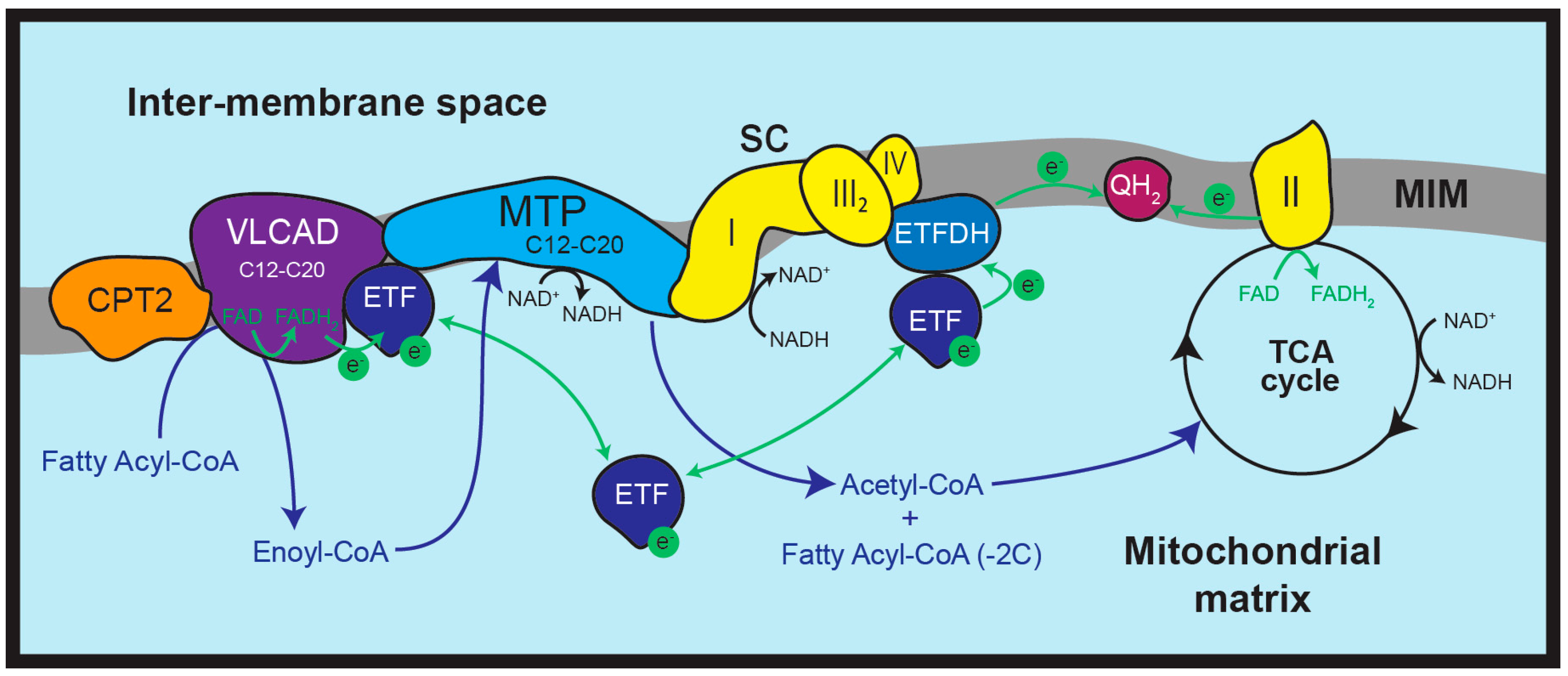 Biomolecules 15 00416 g001