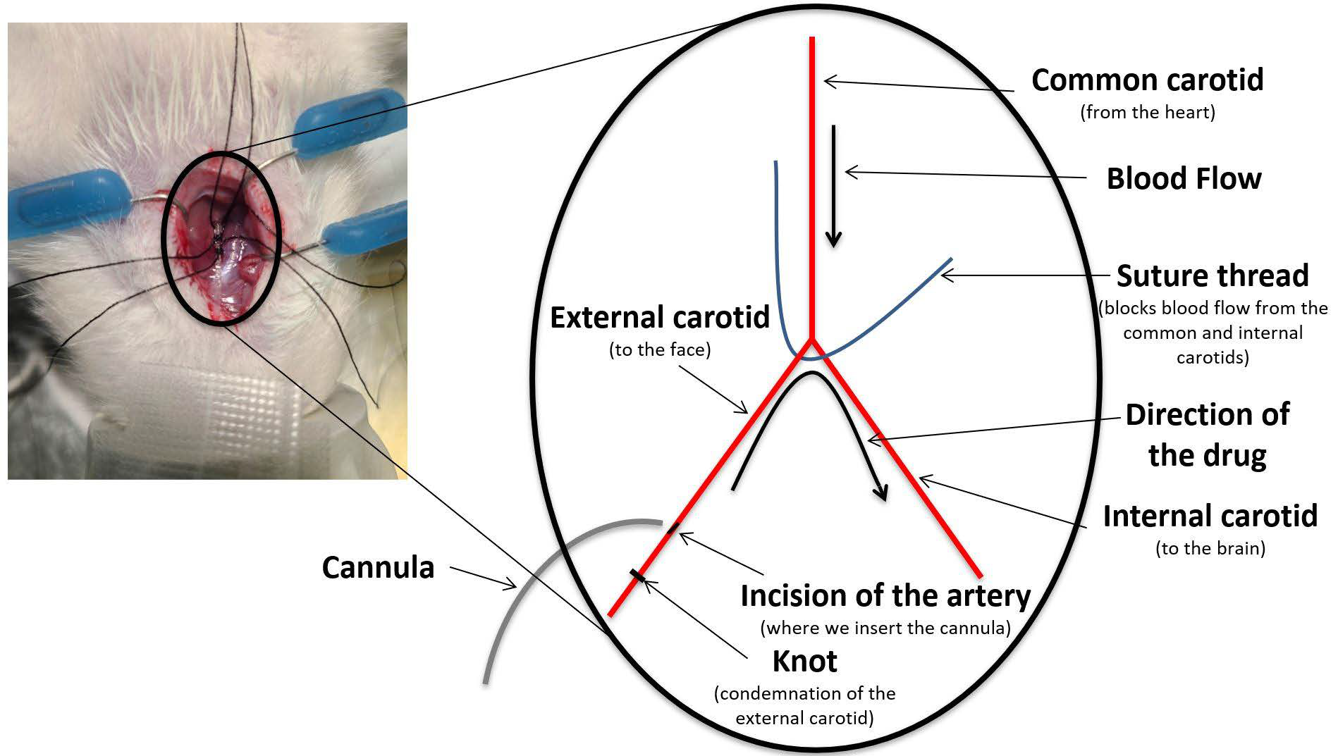 Biomolecules 15 00421 g001