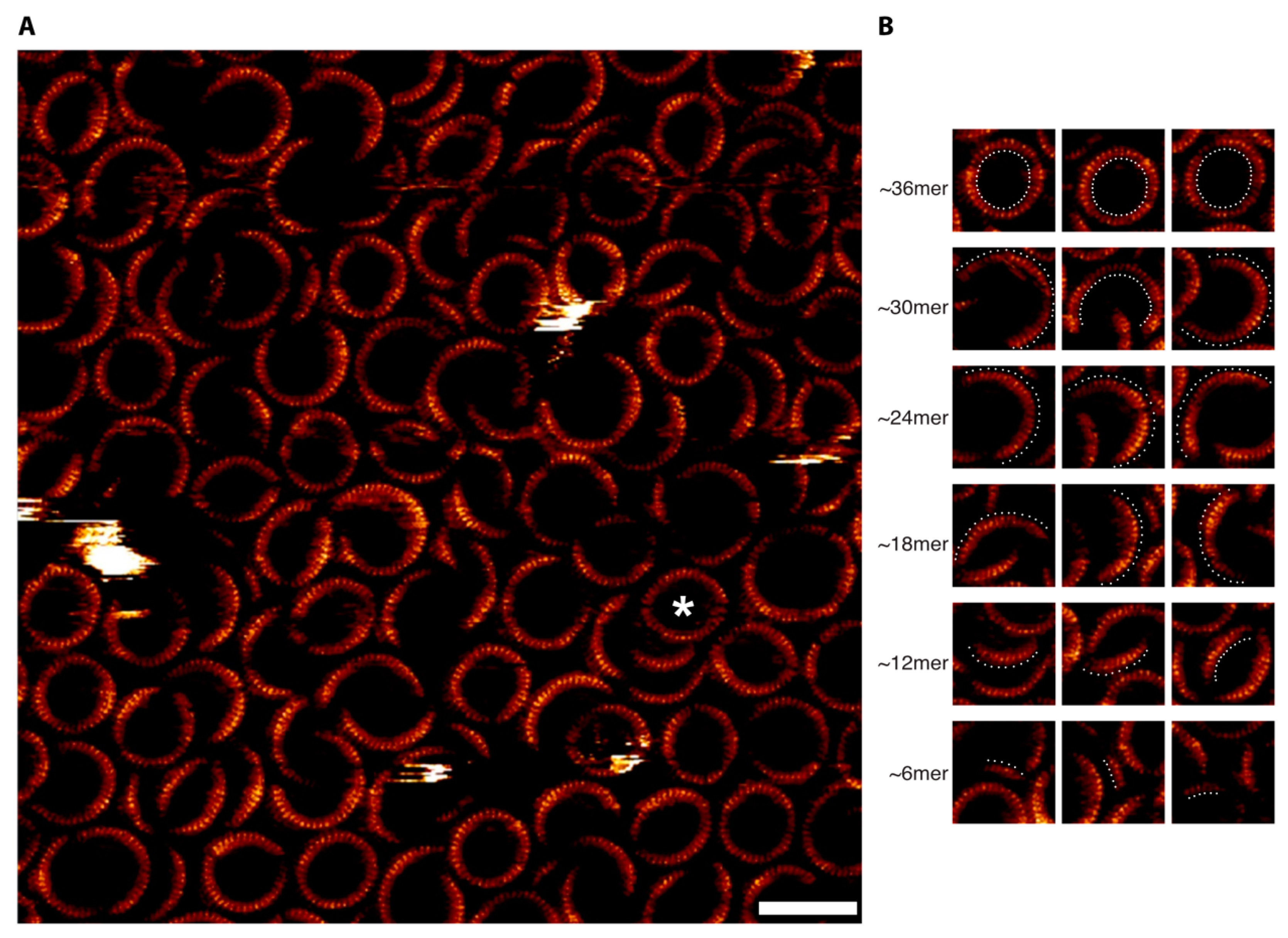 Biomolecules 15 00424 g002