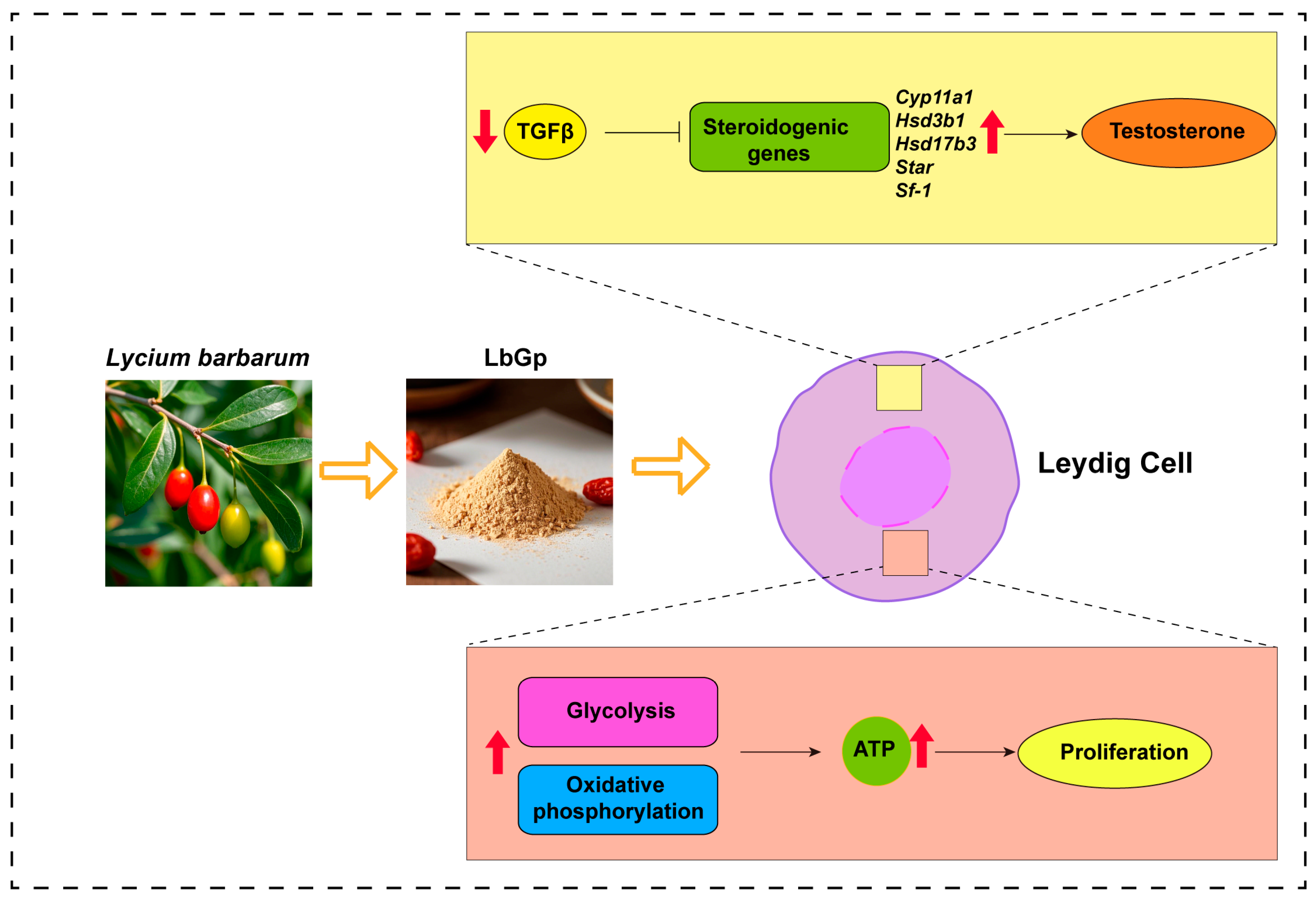 Biomolecules 15 00425 g007