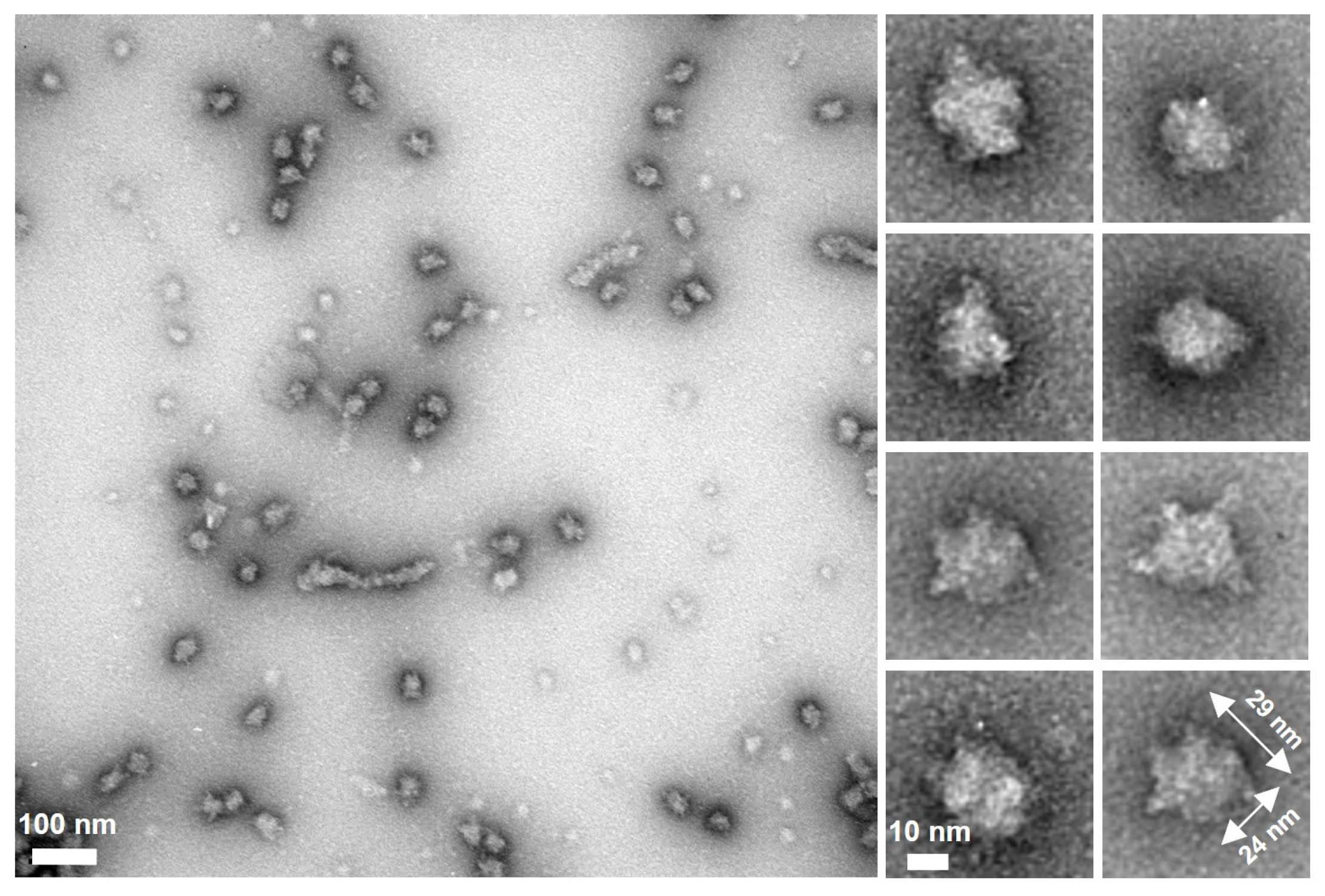 Biomolecules 15 00429 g004
