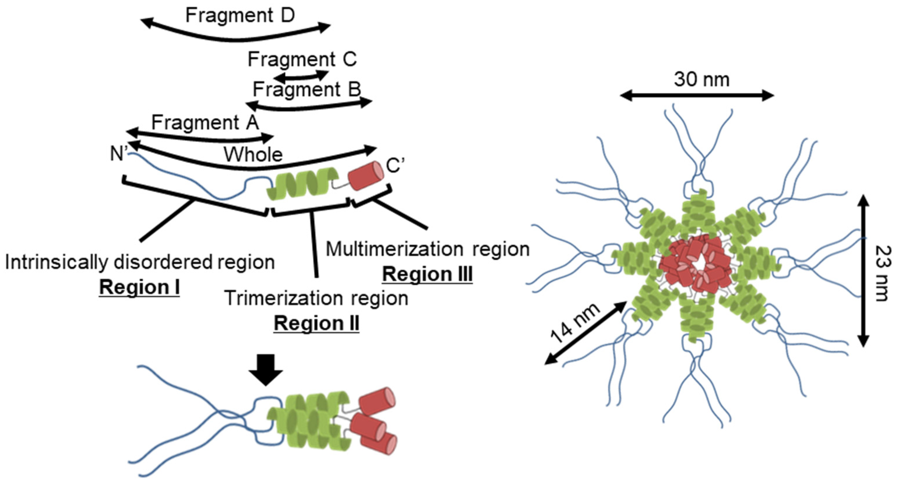 Biomolecules 15 00429 g007