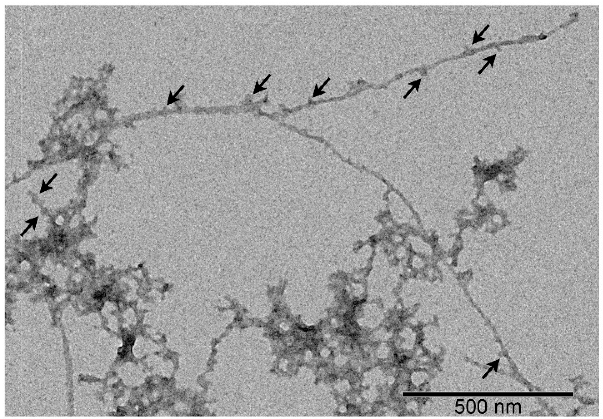 Biomolecules 15 00431 g006